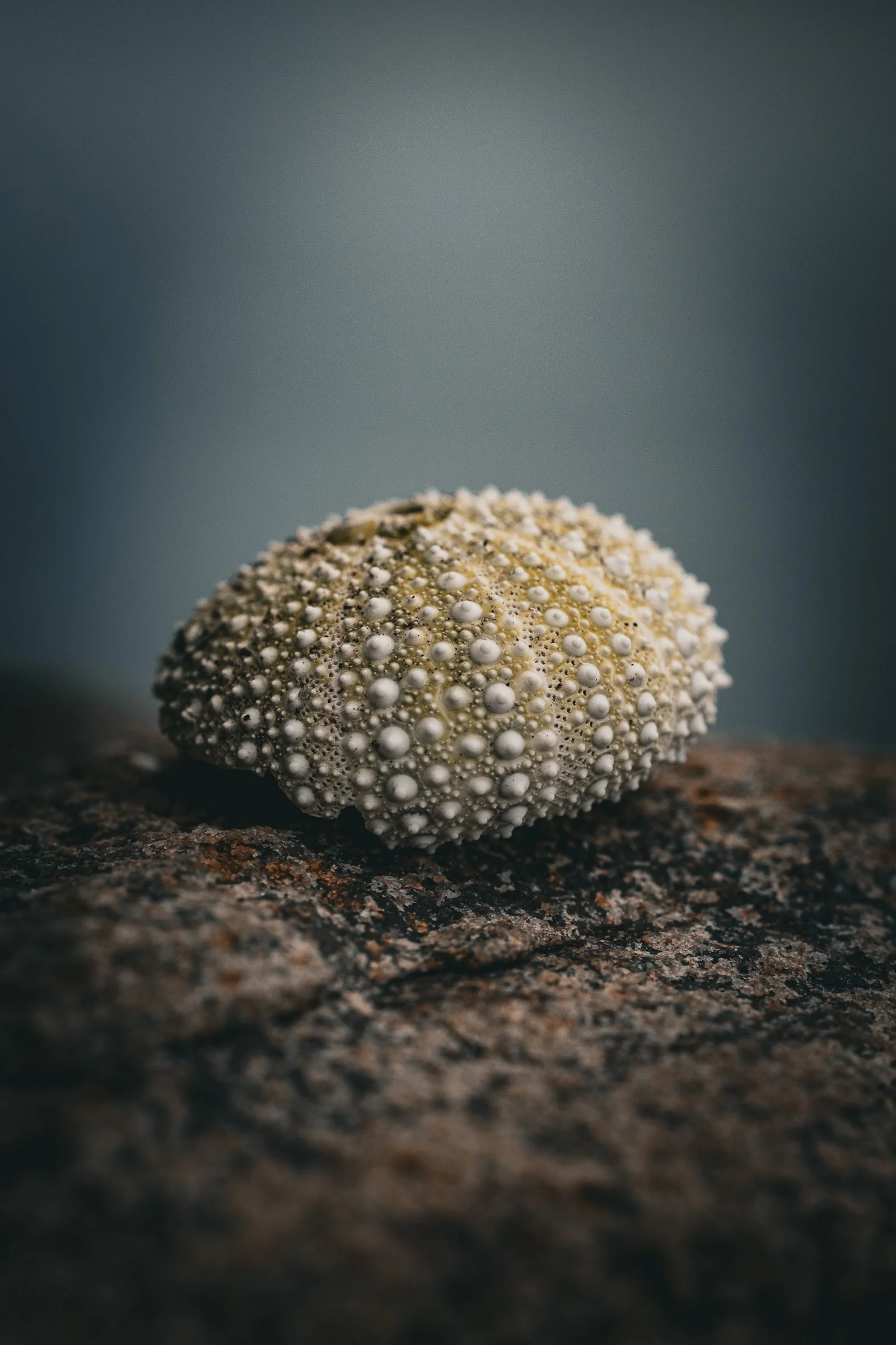Close-up of a sea urchin shell with small white spines on a dark, textured rock surface