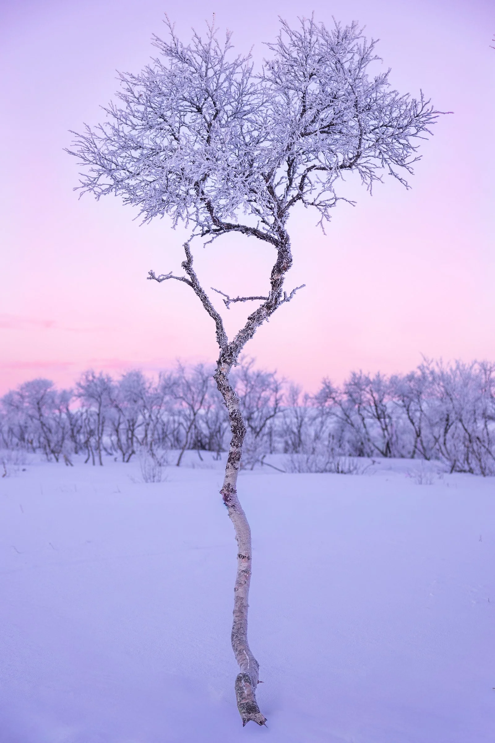 Frosted Birch
