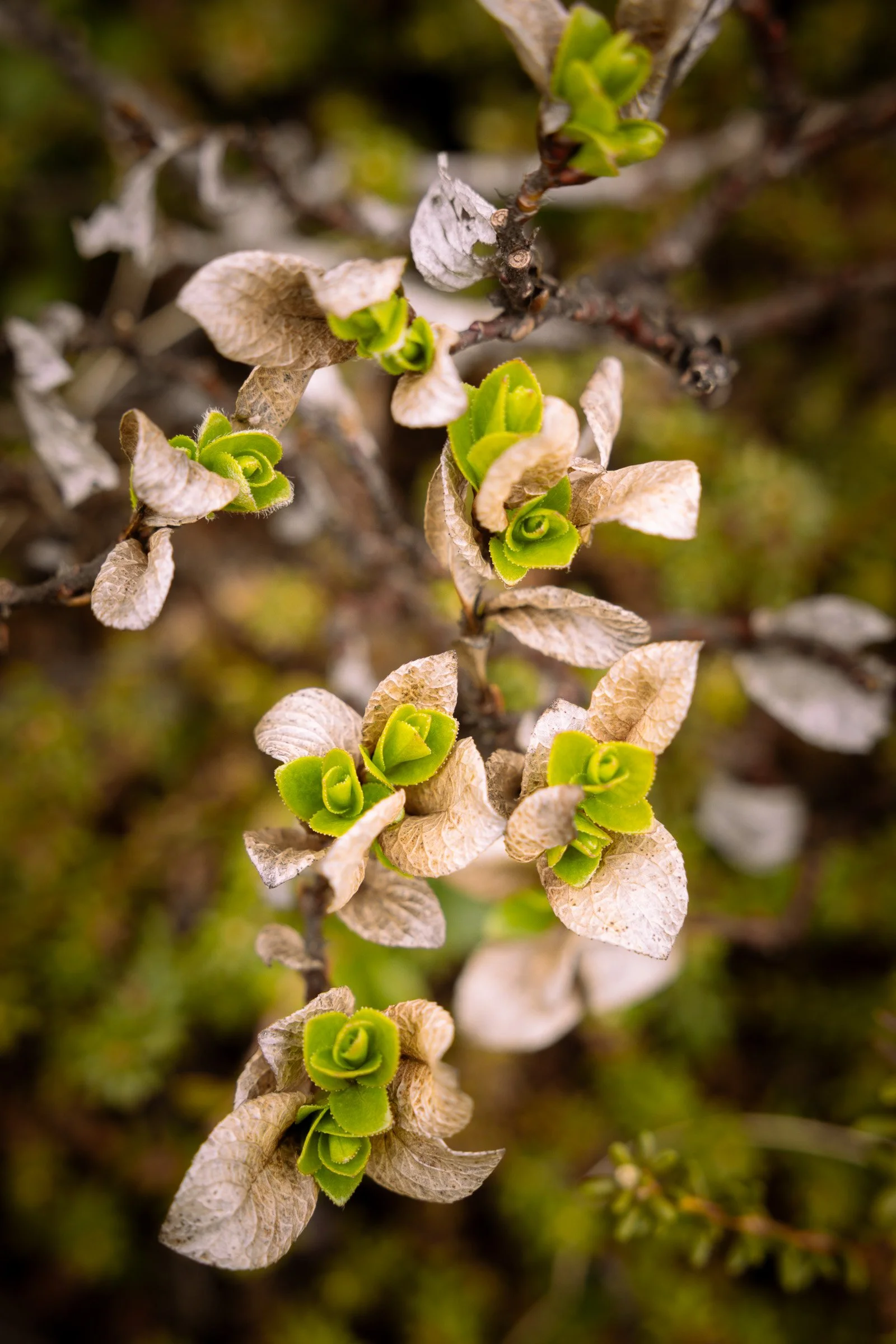 New Growth