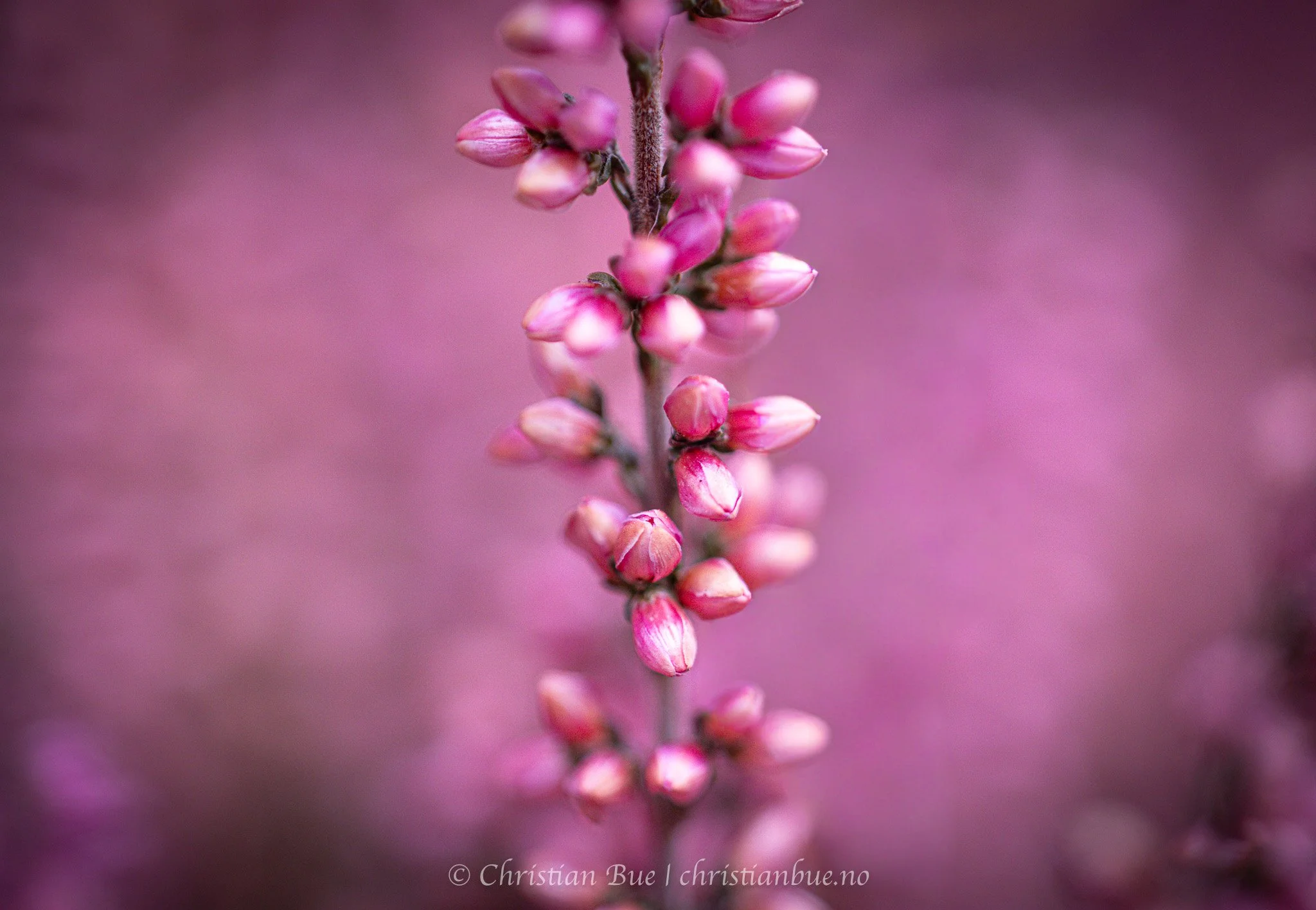 Pink Bloom
