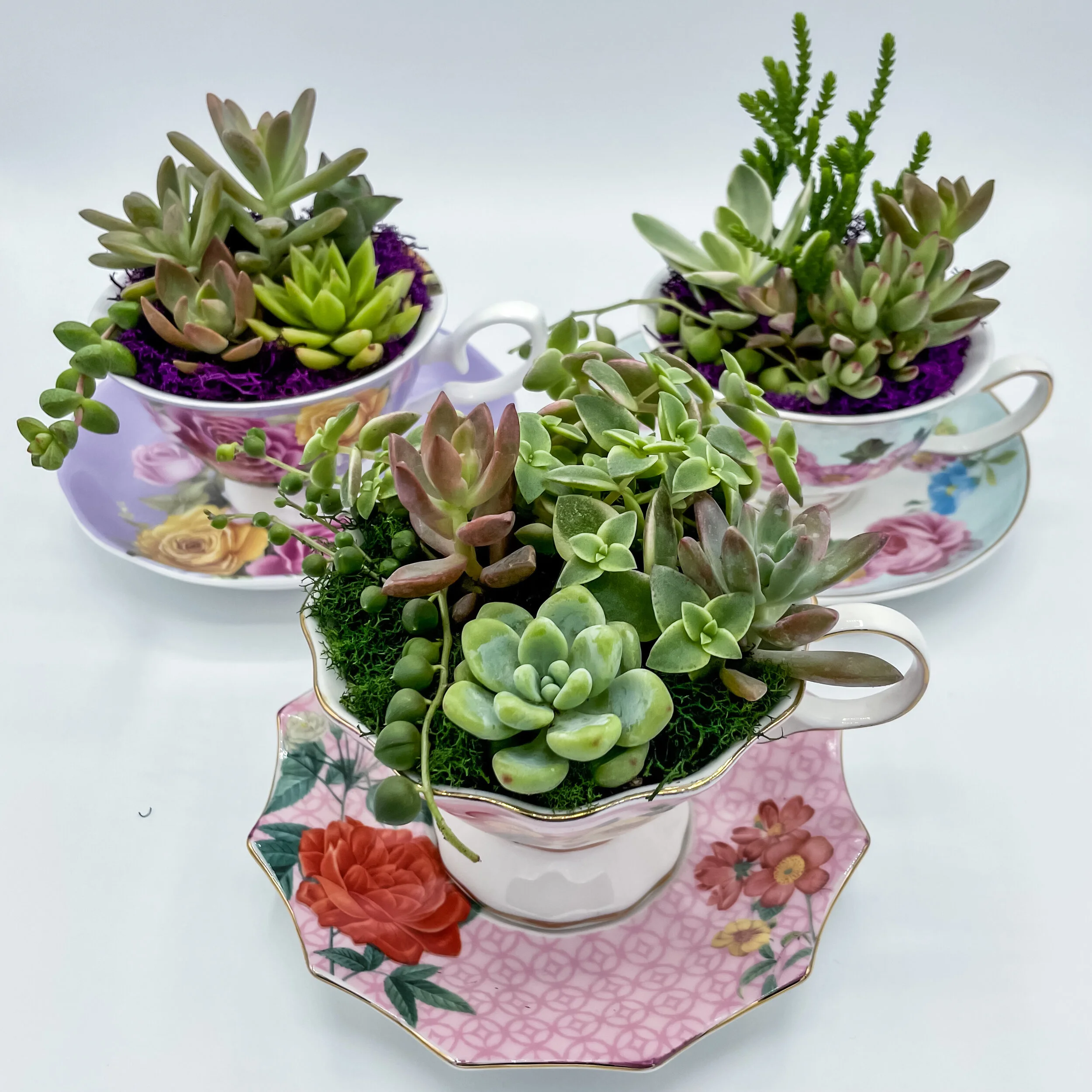 IMG_4298_jpg.JPG