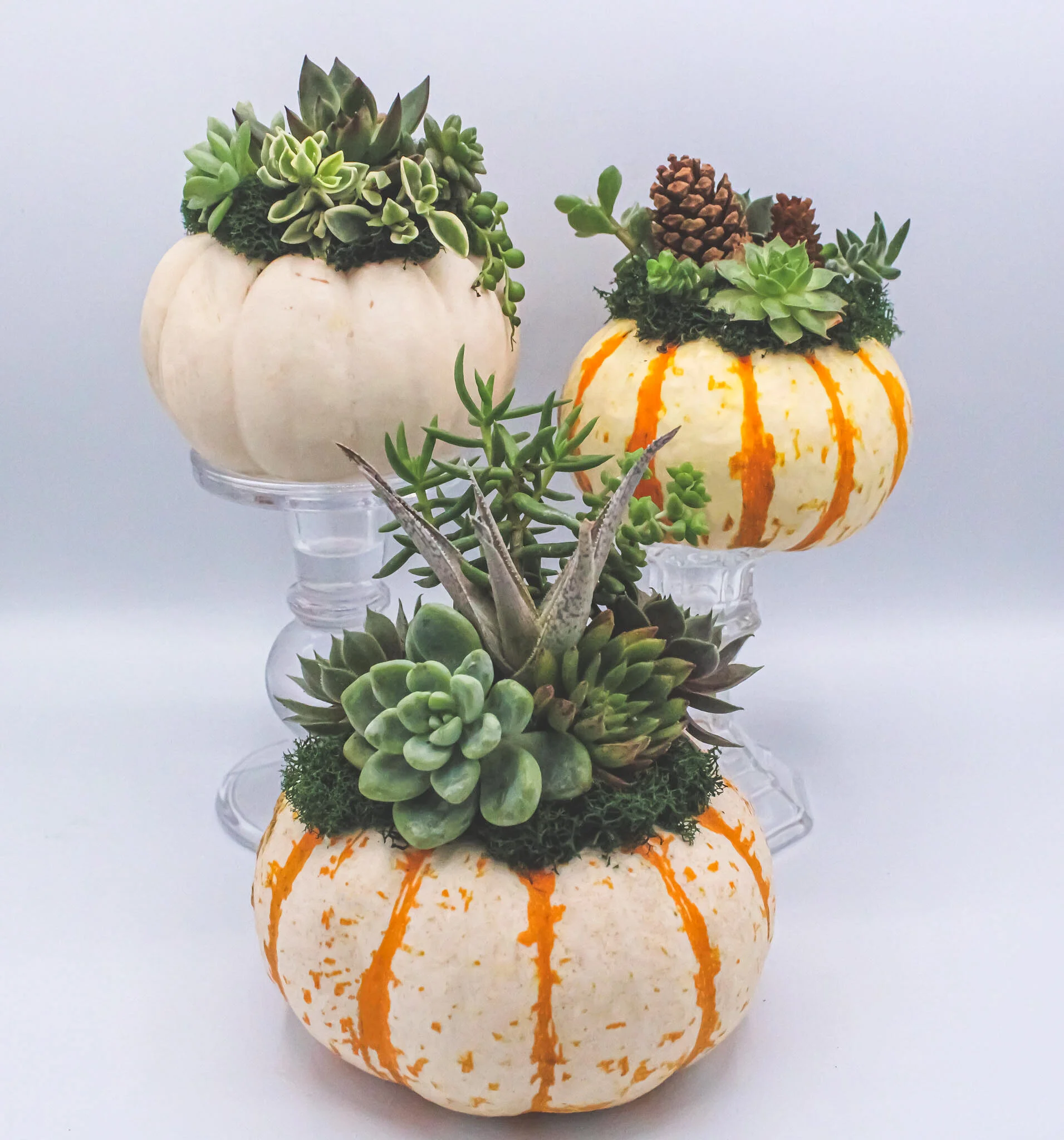 Succulent%20Pumpkins%201 2.JPG