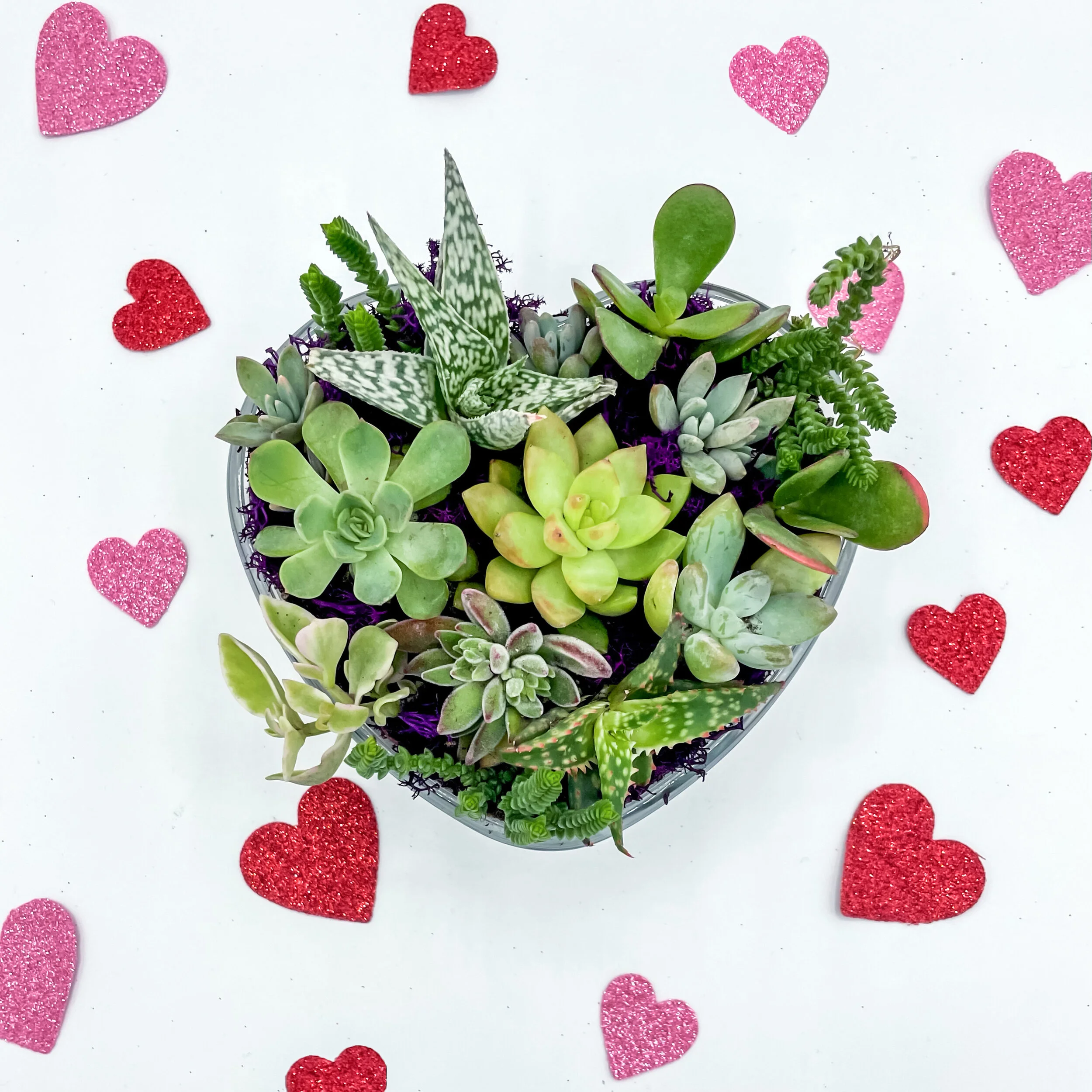 Valentine's%20Succulent 2.JPG