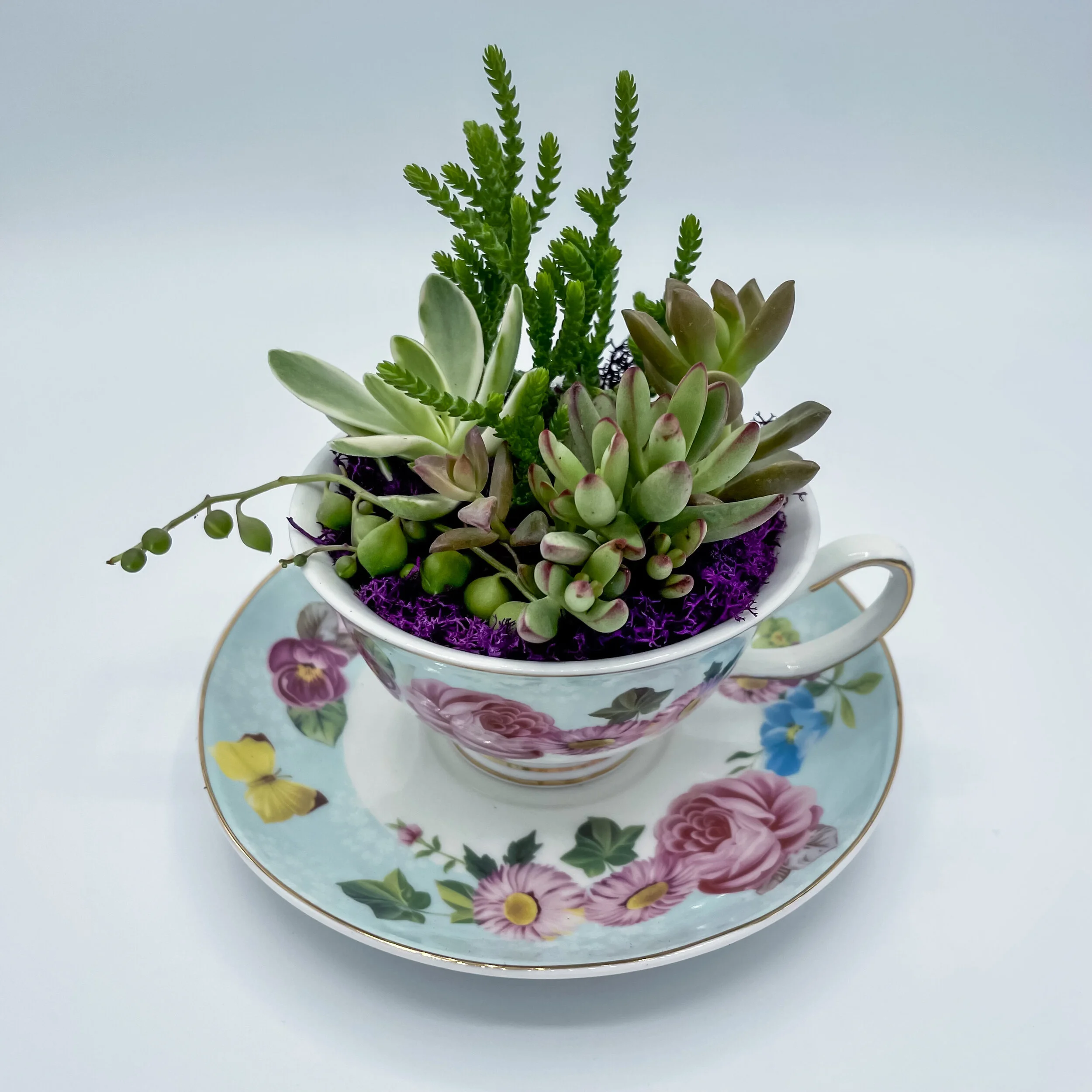 Succulent Arrangements