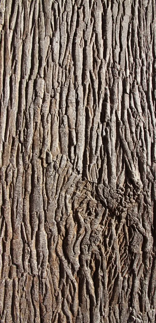 Close-up of tree bark's textured surface.
