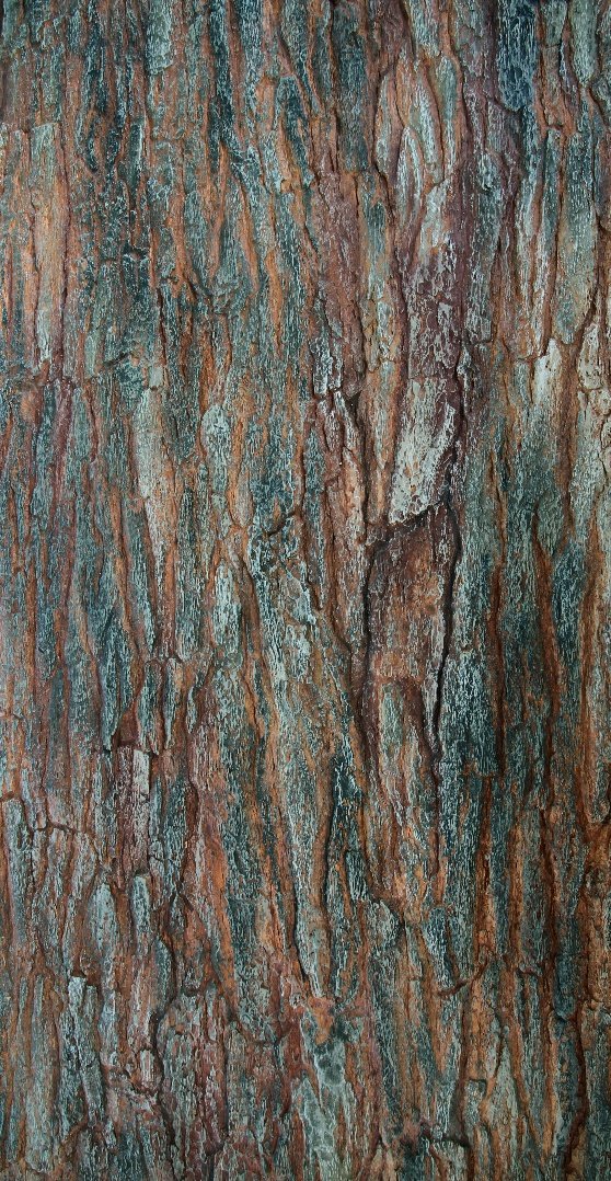 Close-up of tree bark with textured, rough surface and vertical ridges in brown and gray tones.