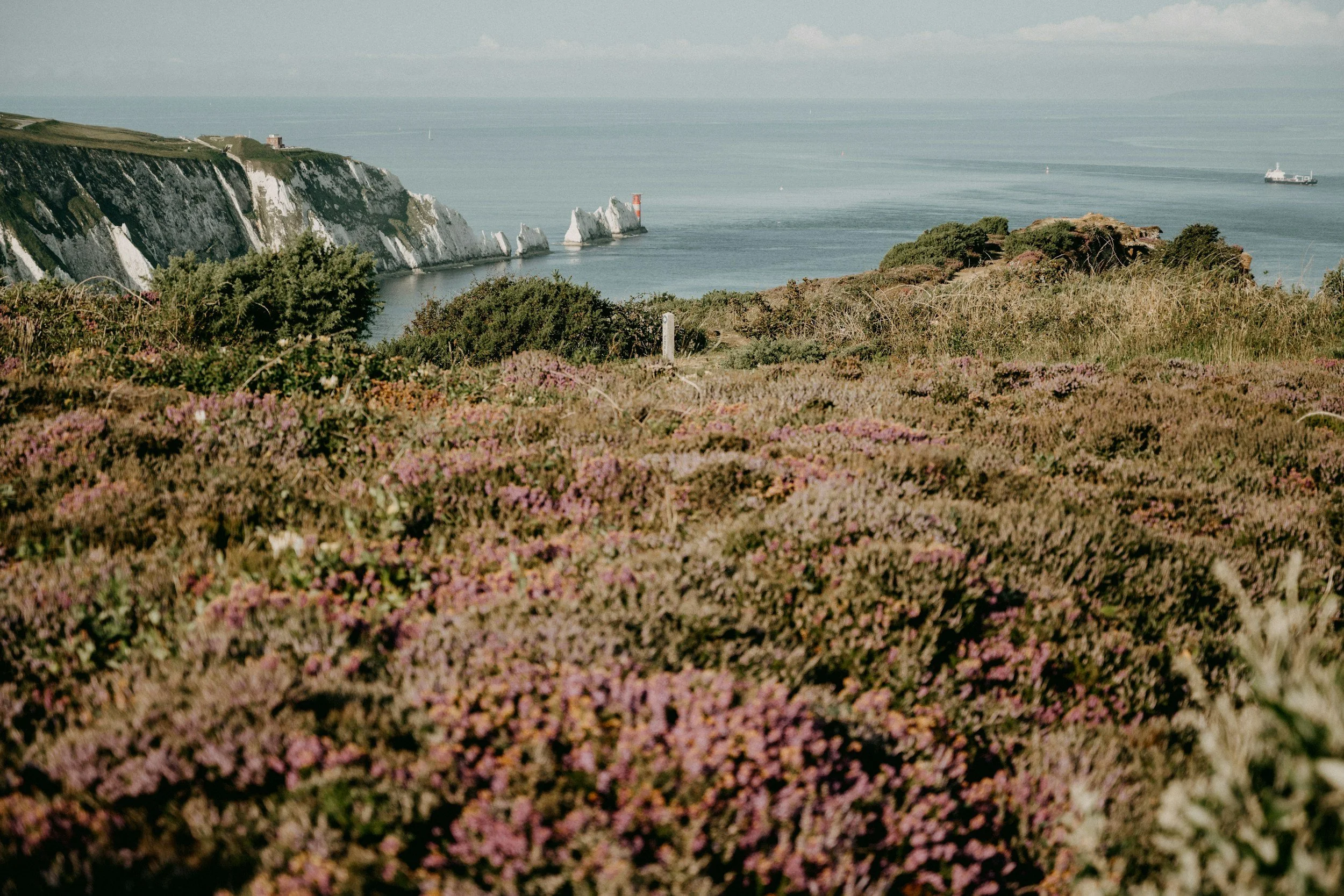 Cliffs and ocean view with pink and purple flowers in the foreground, and a lighthouse in the distance, on a cloudy day.