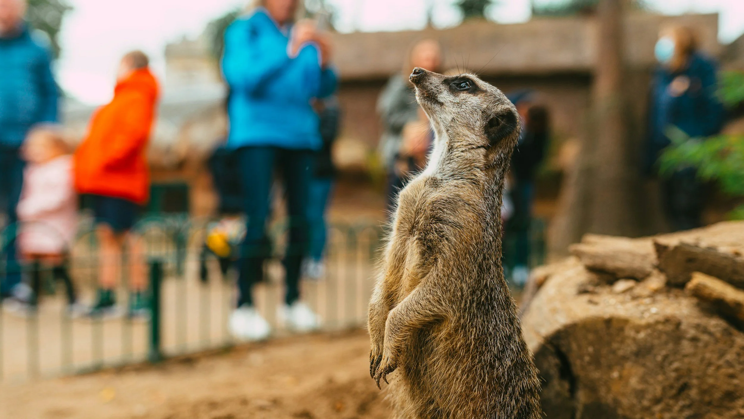 Close-up of a meerkat standing on its hind legs in an enclosure at a zoo, with people blurred in the background.