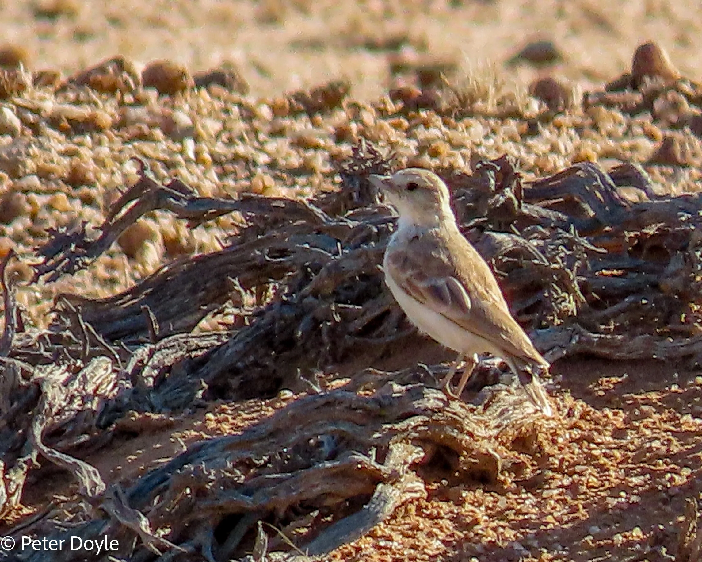 Gray's_Lark_27042023_0008.jpg