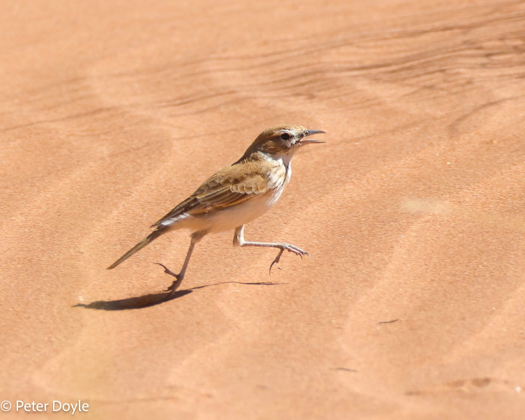 Namib_23042023_0040.jpg