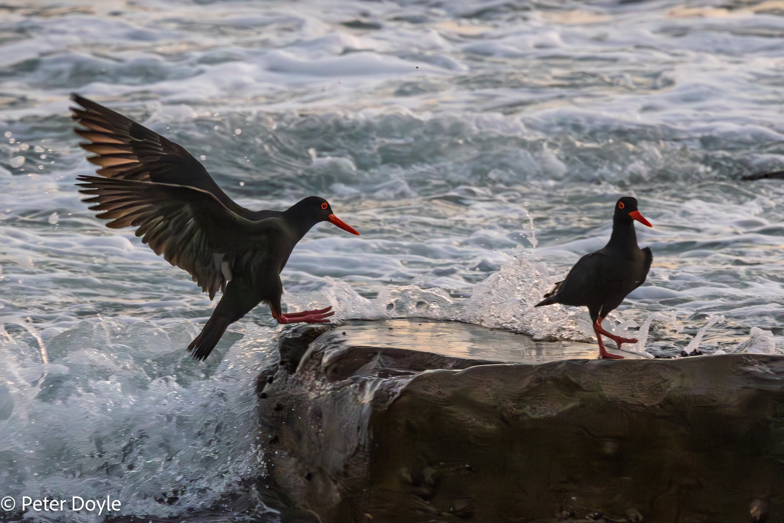 Yzerfontein_20260310_061B.jpg
