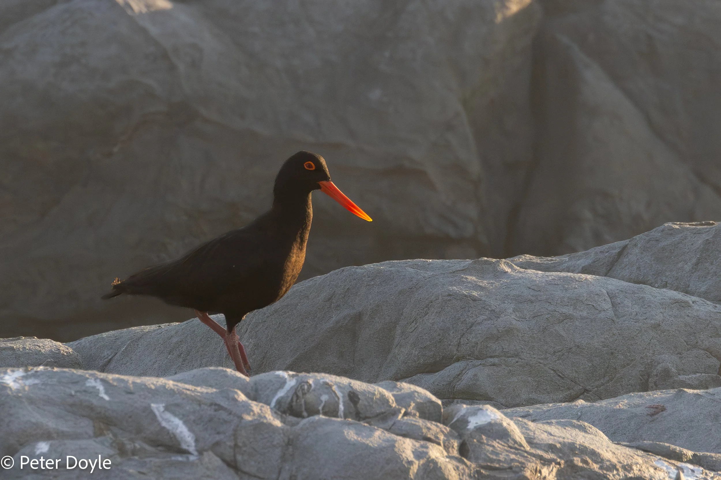 Yzerfontein_20260310_001AB.jpg