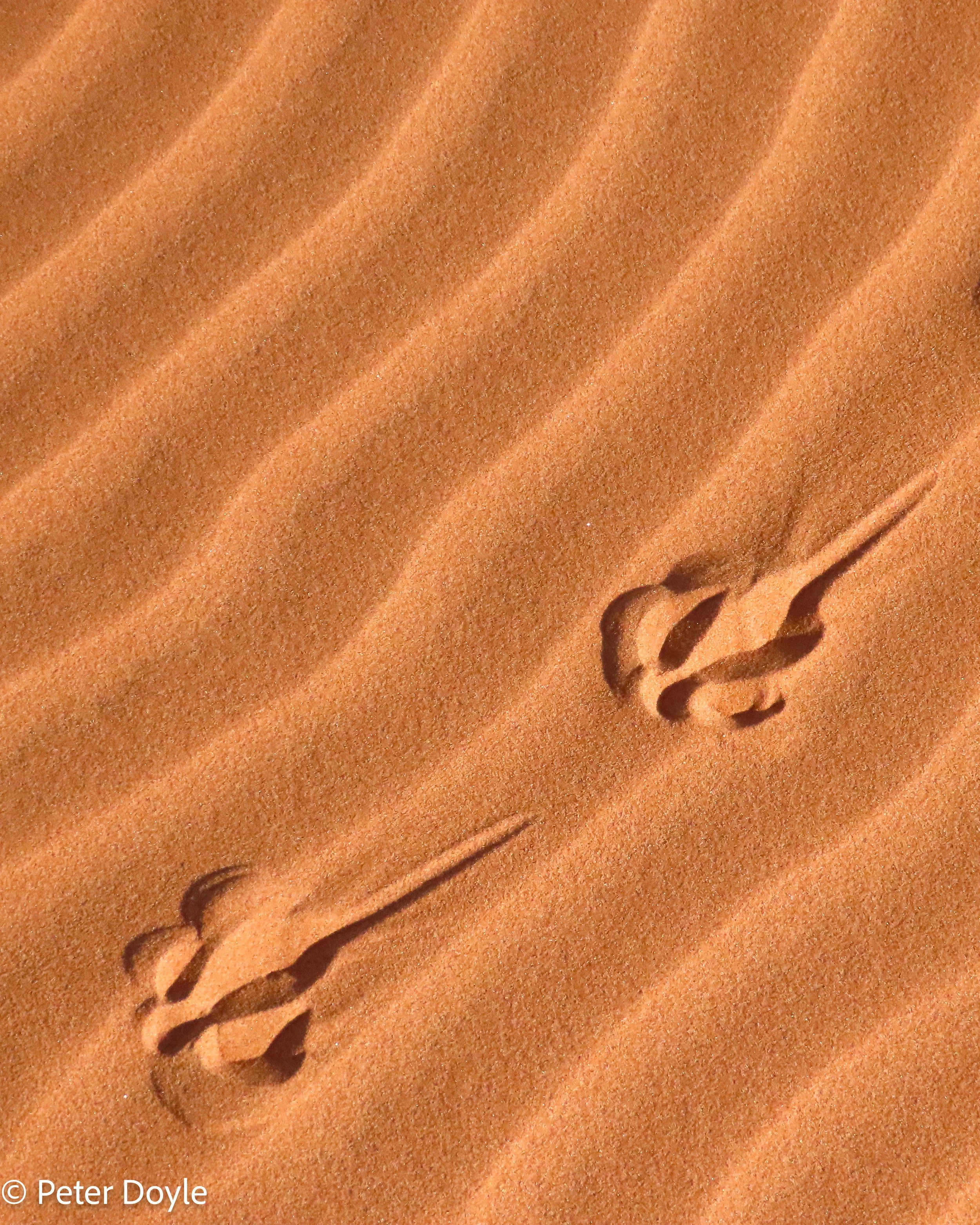 Namib_23042023_360036.jpg