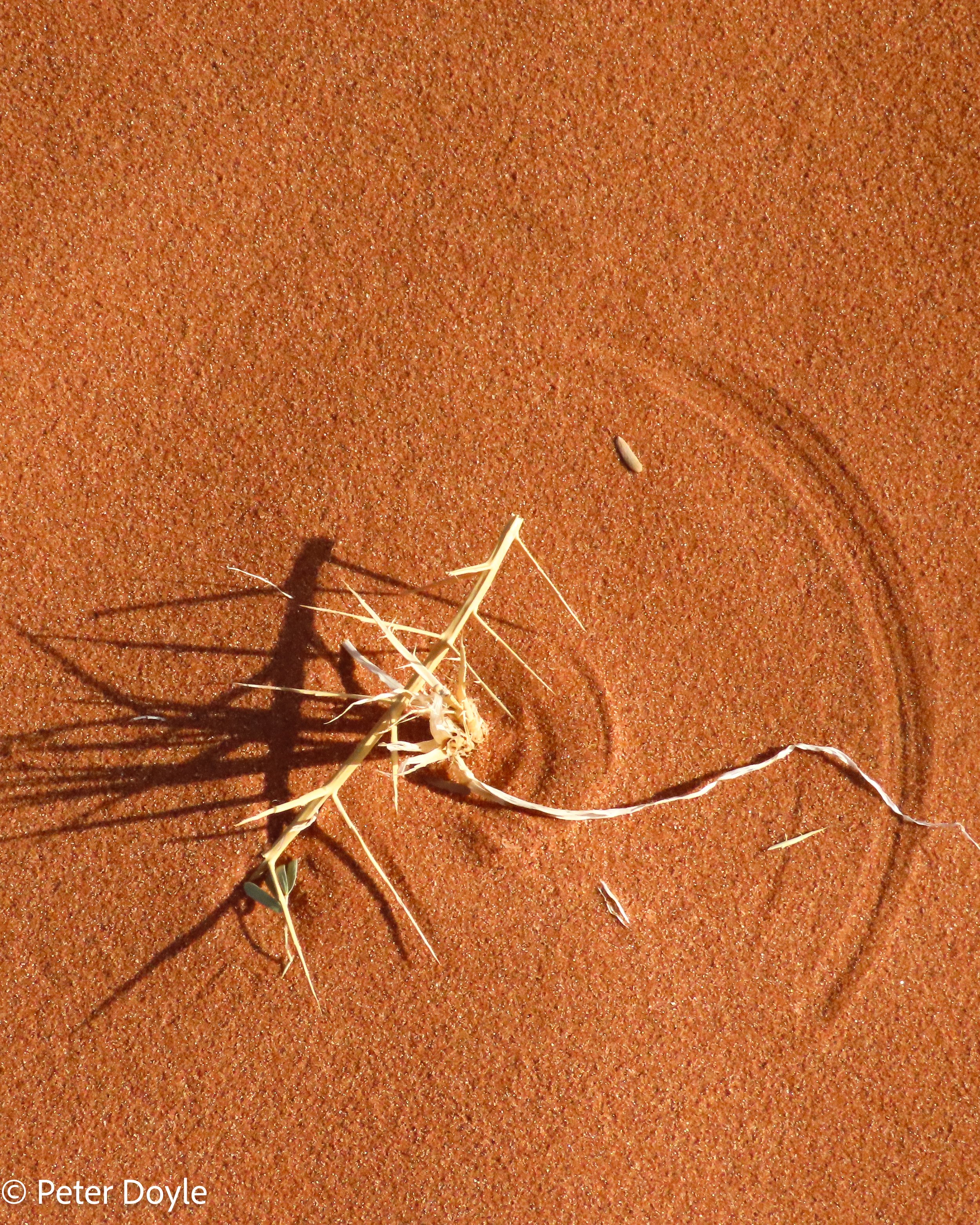 Namib_23042023_300030.jpg