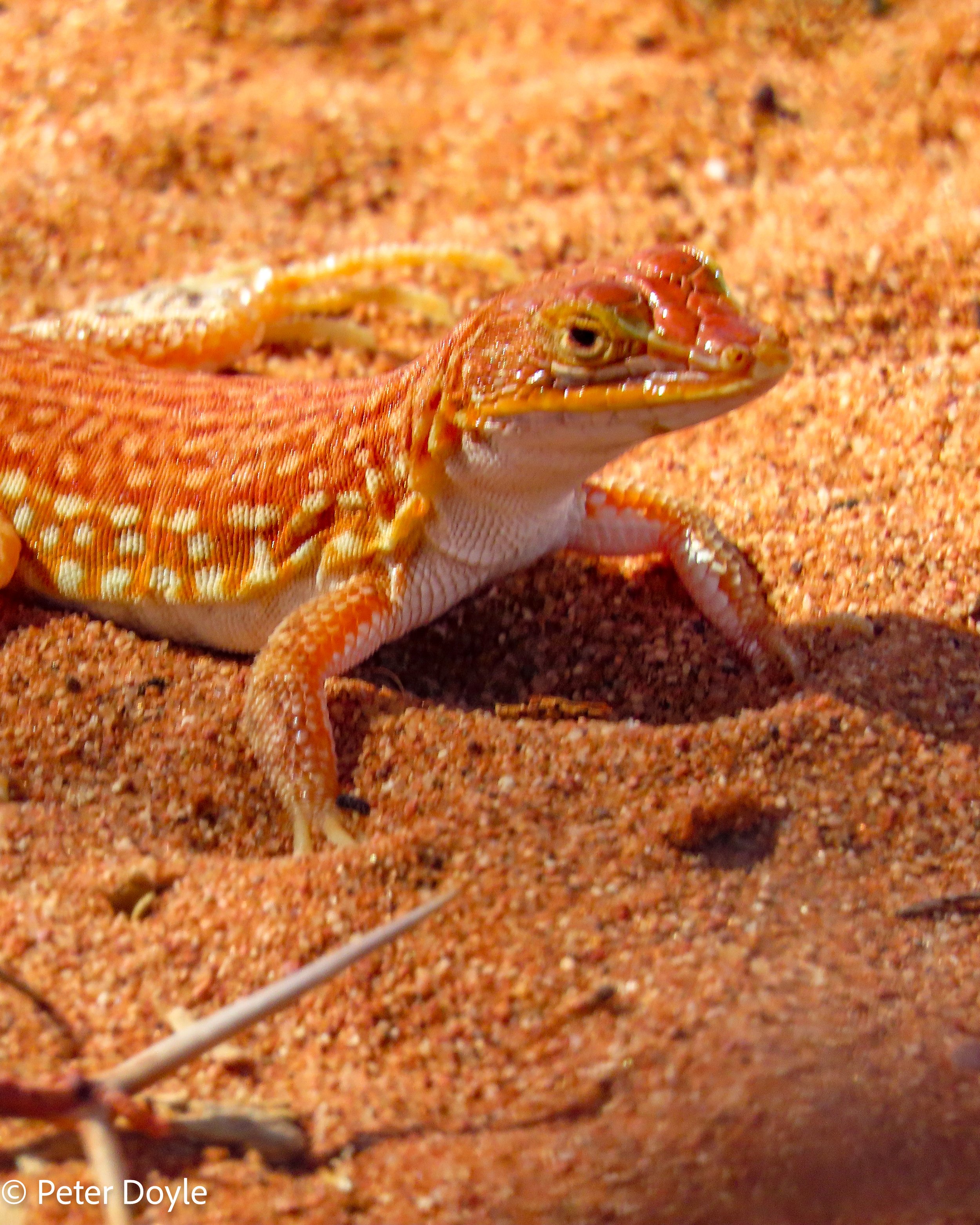 Namib_23042023_600060.jpg