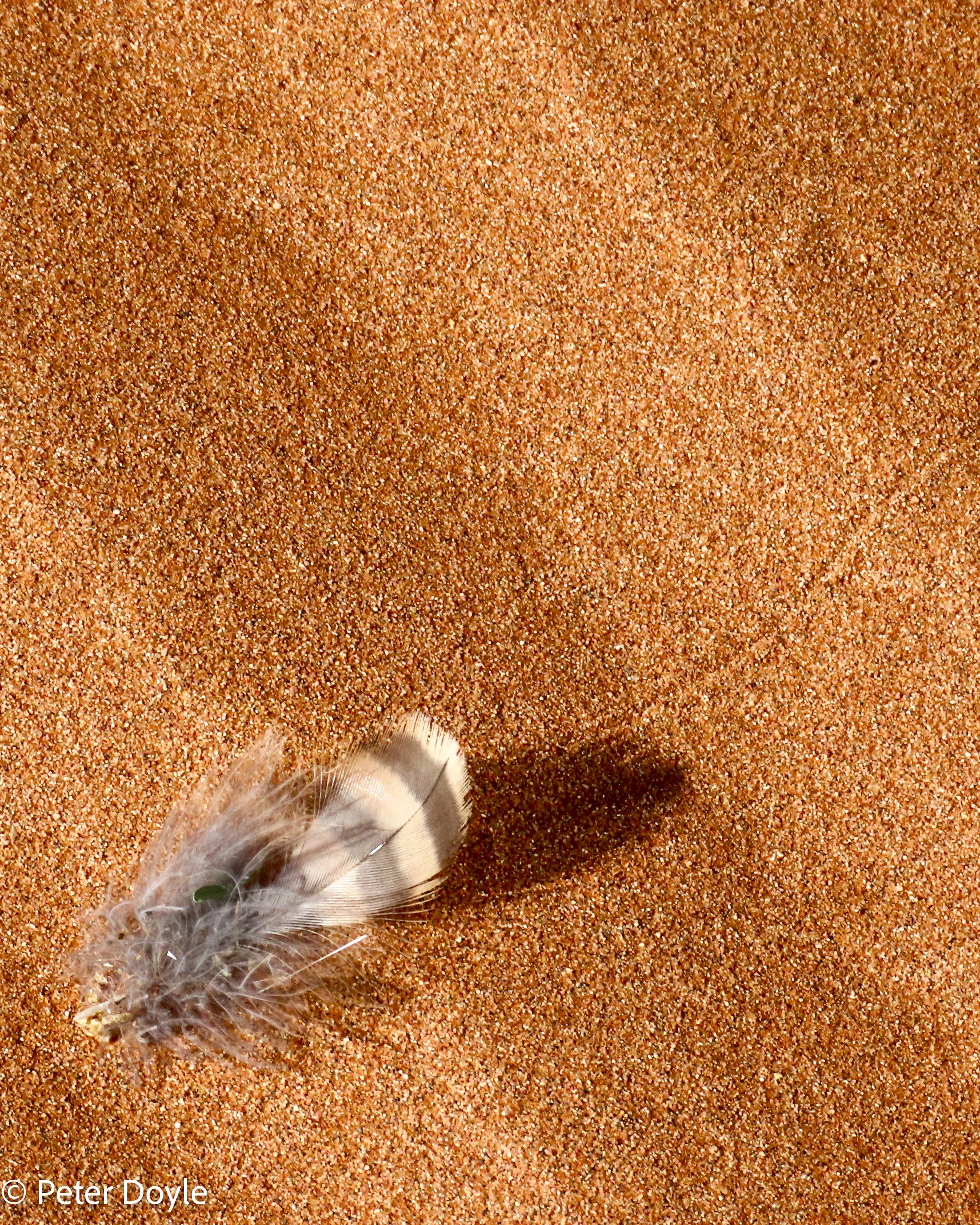Namib_23042023_500050.jpg