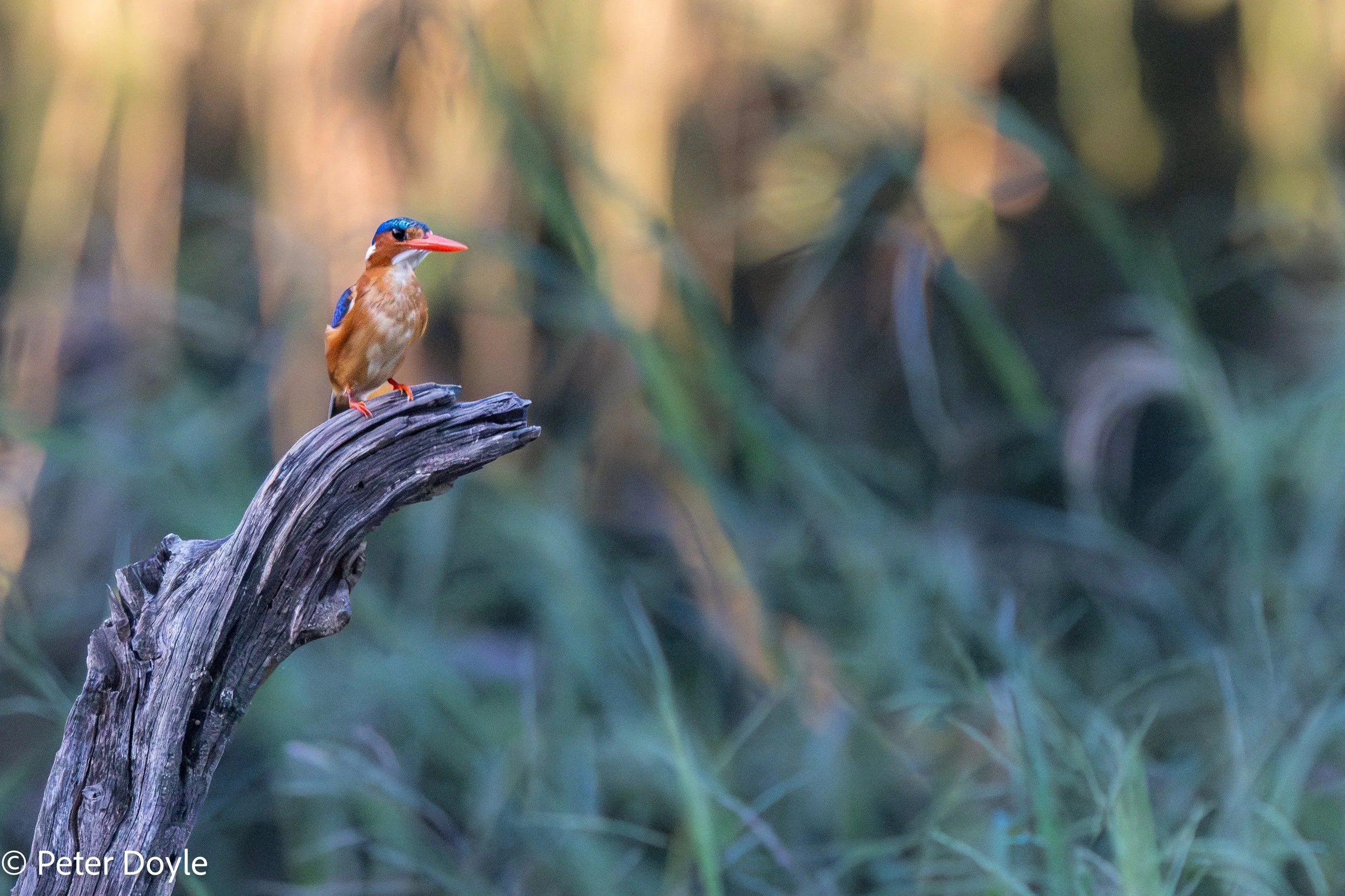 KrugerNP_20260208_034-2.jpg