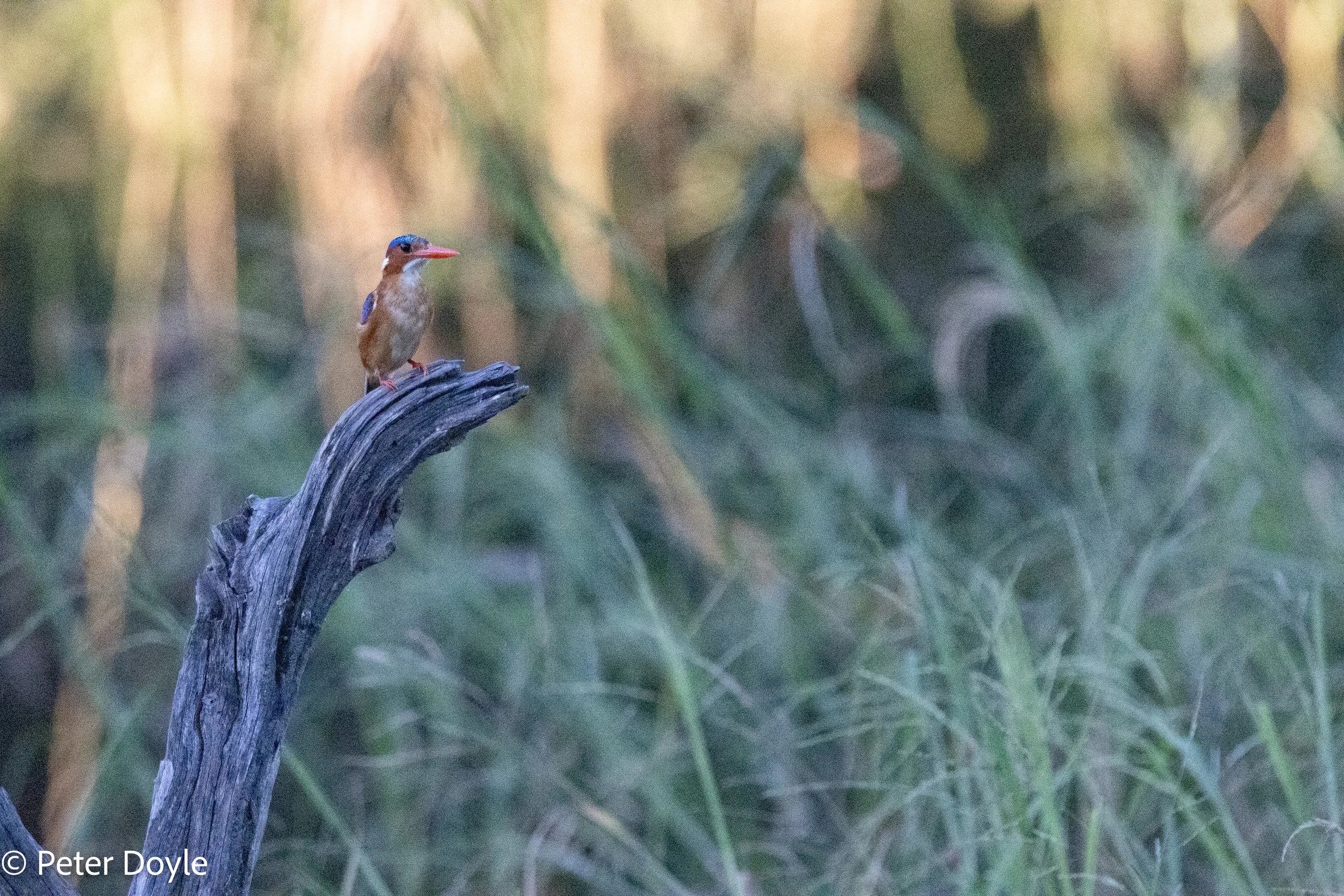 KrugerNP_20260208_034.jpg
