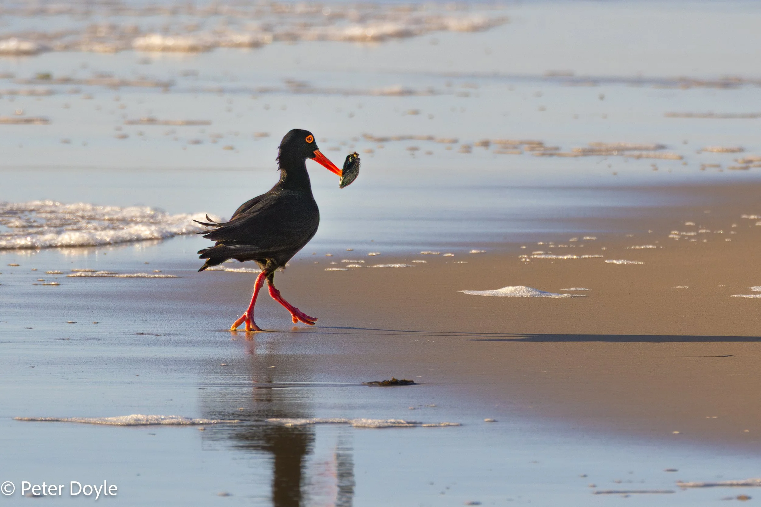 The African Oystercatcher