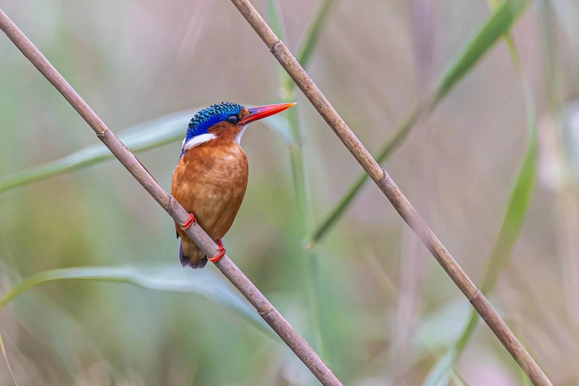 Kingfishers – Jewels of Wetlands and Woodlands