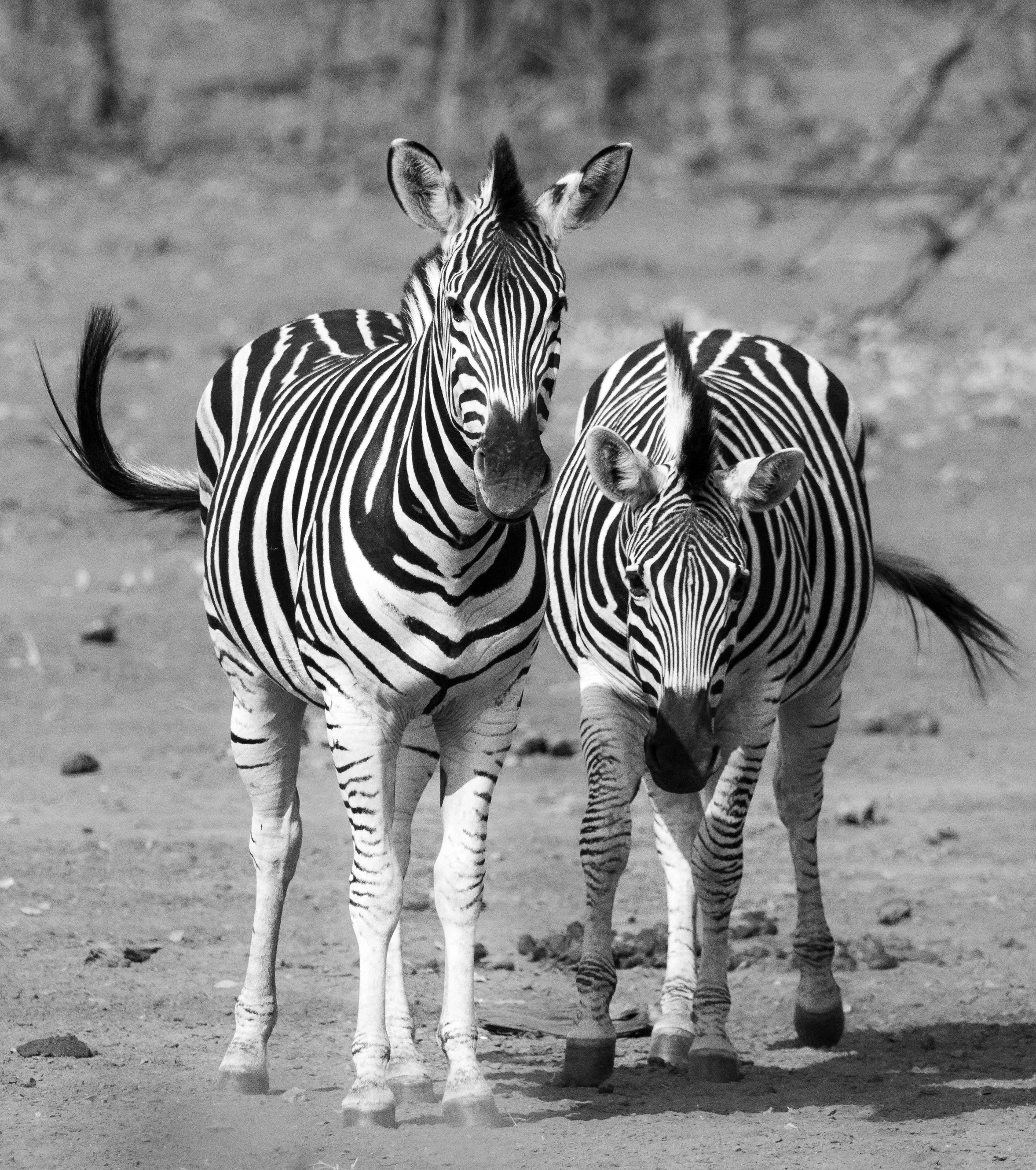 Kruger_NP_20240804_153.jpg