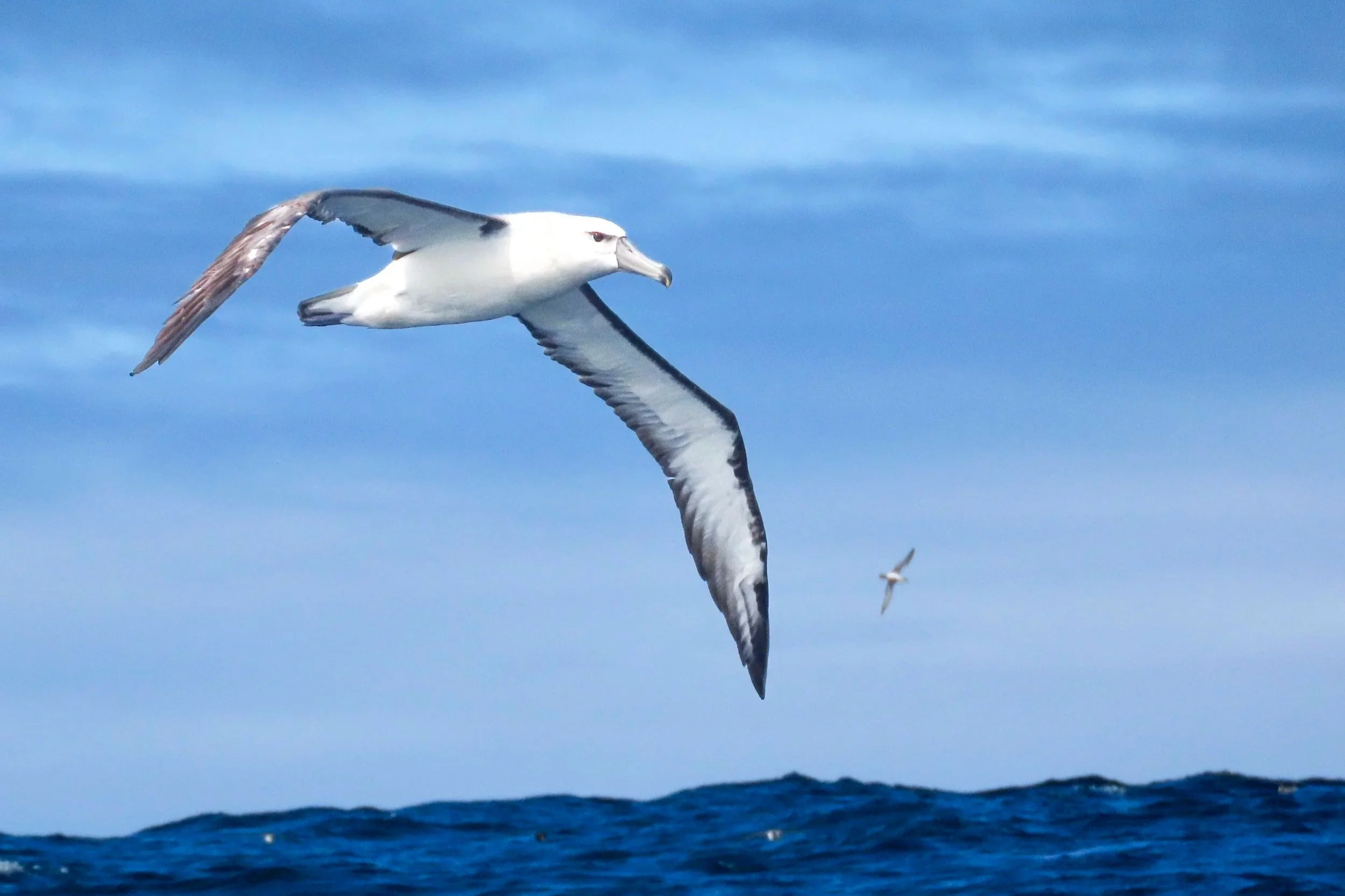 Pelagic_20022022_0504.jpg