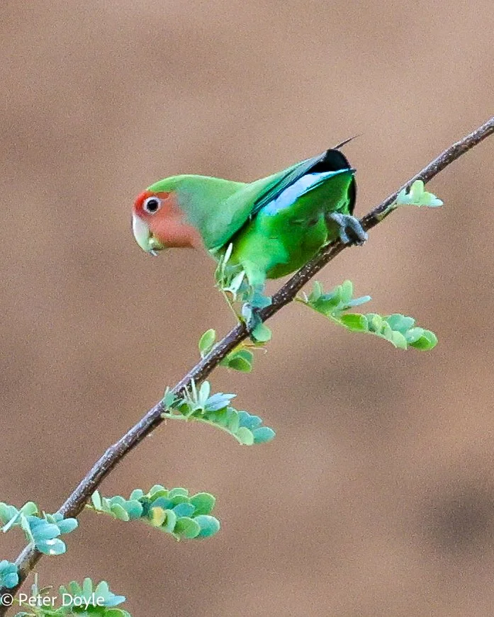 Spitzkoppe_RosyF_Lovebird_29042023_0029.jpg