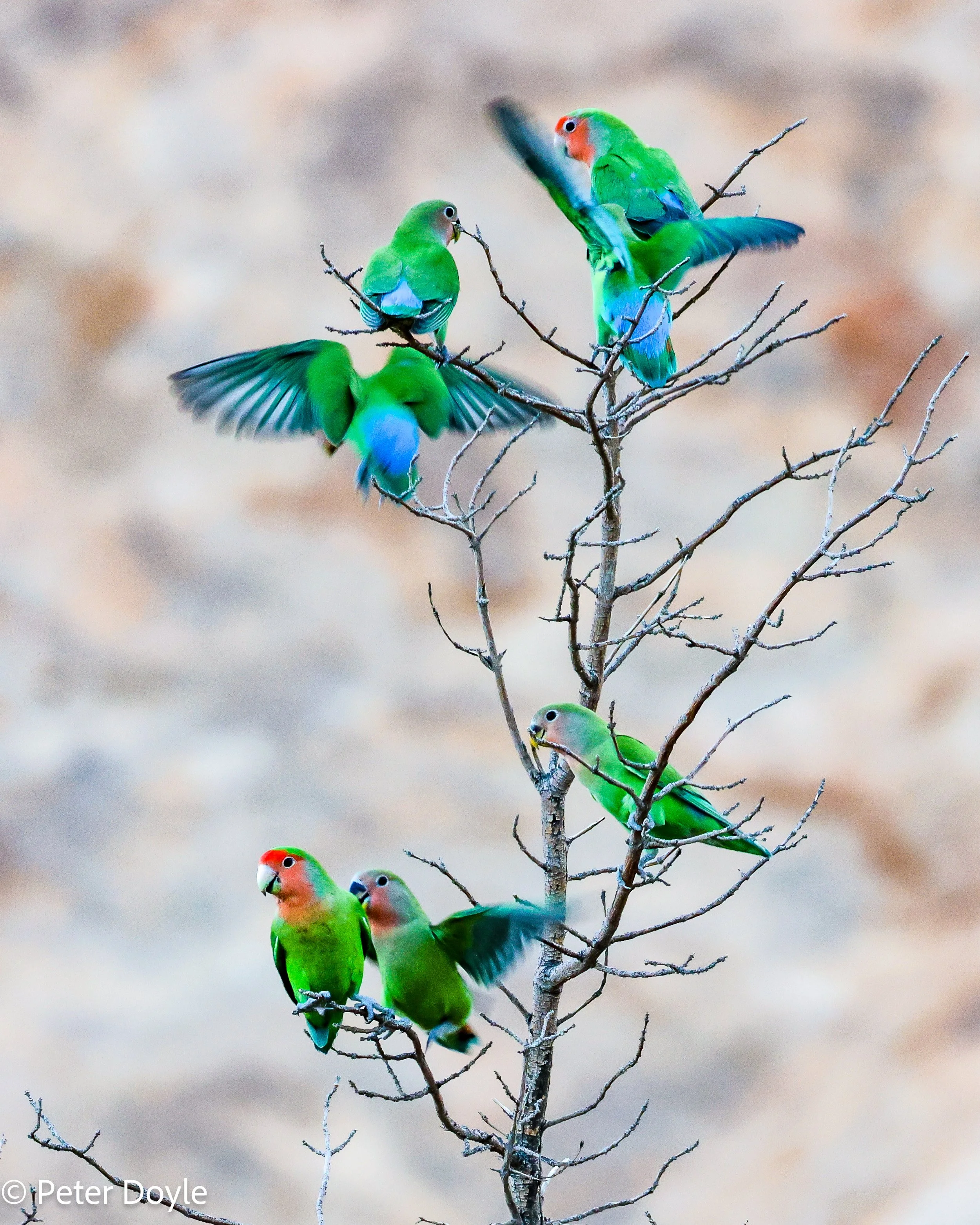 Spitzkoppe_RosyF_Lovebird_29042023_0195.jpg