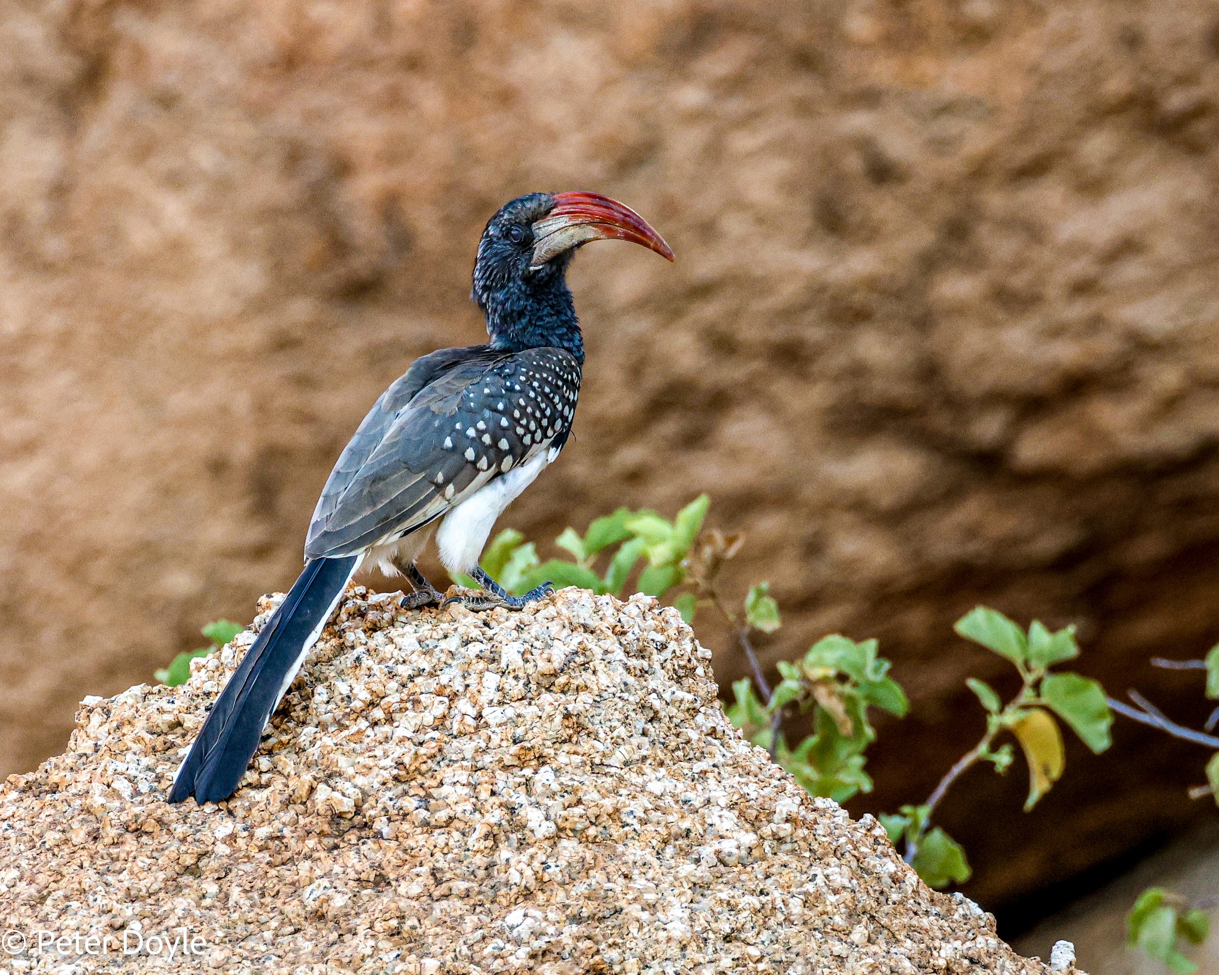 Spitzkoppe_Monteiros_Hornbill_29042023_0045.jpg