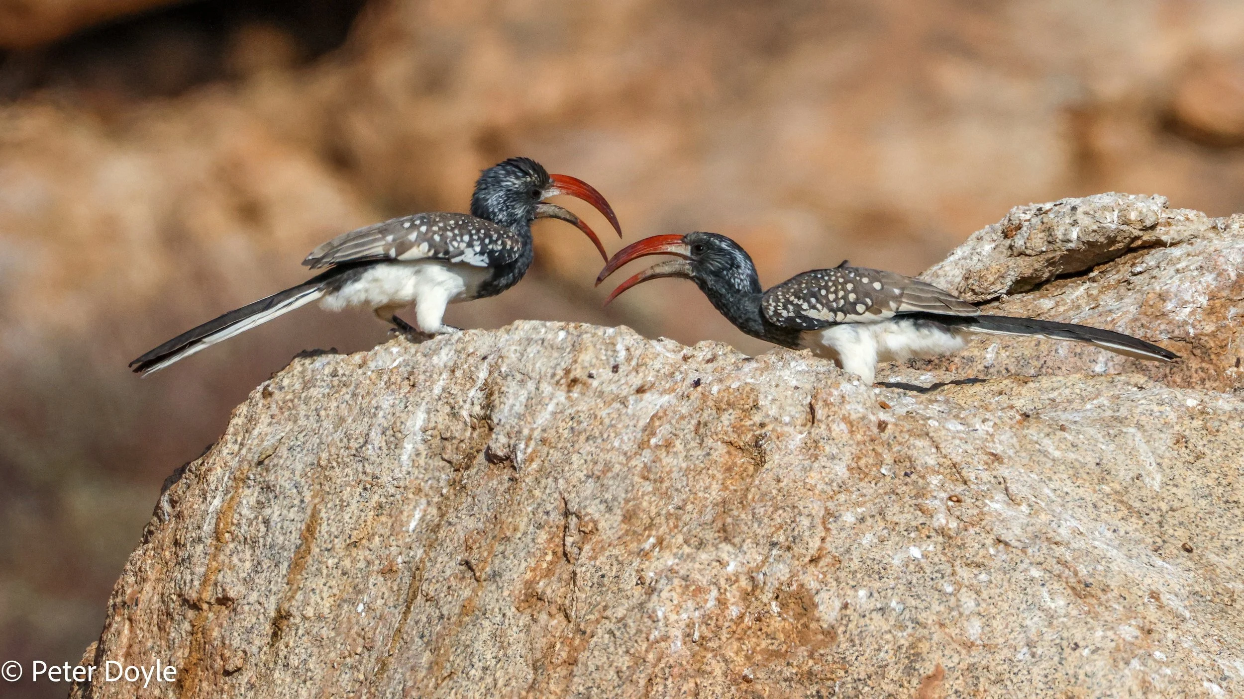 Spitzkoppe_Monteiros_Hornbill_29042023_0021.jpg