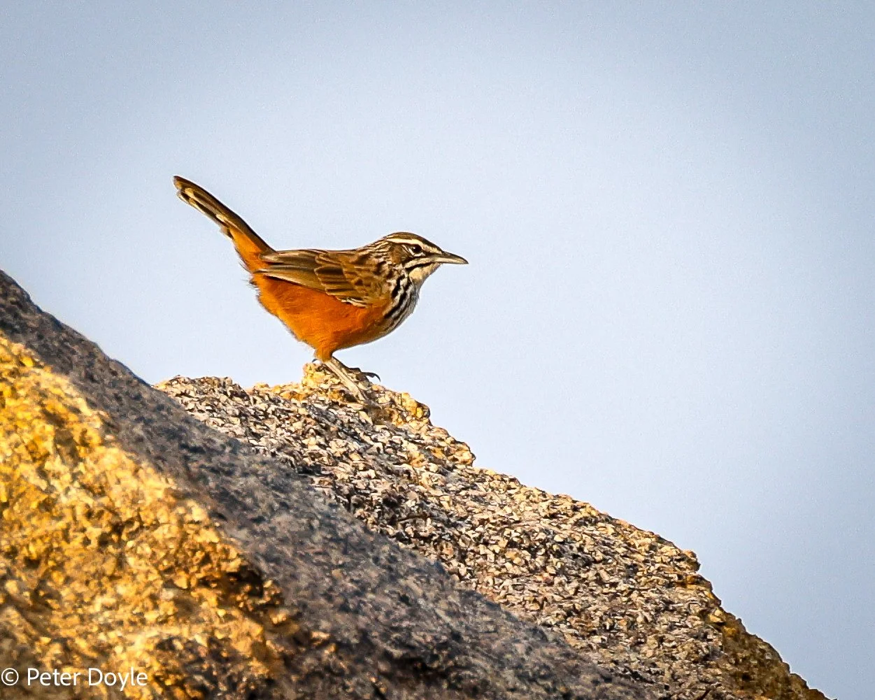 Travels in Namibia - The Birds