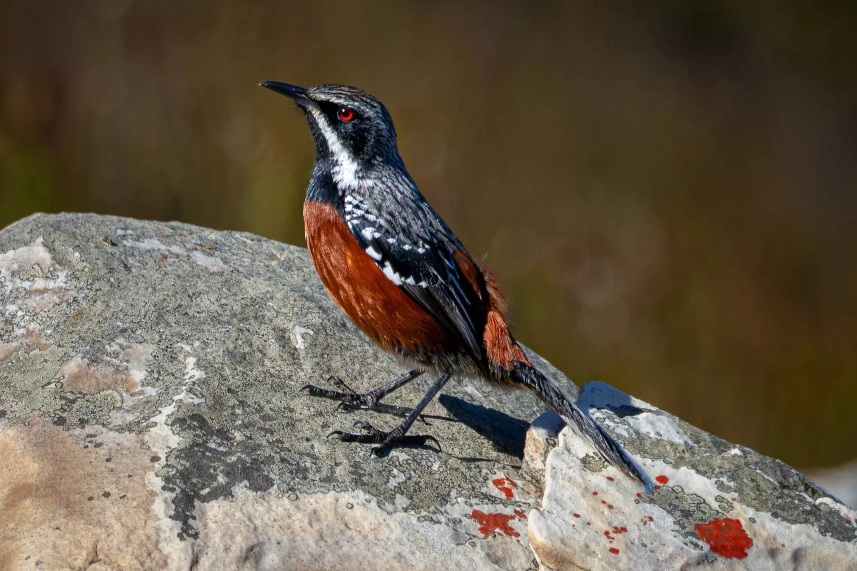 The Cape Rockjumper … and a perfect day birding