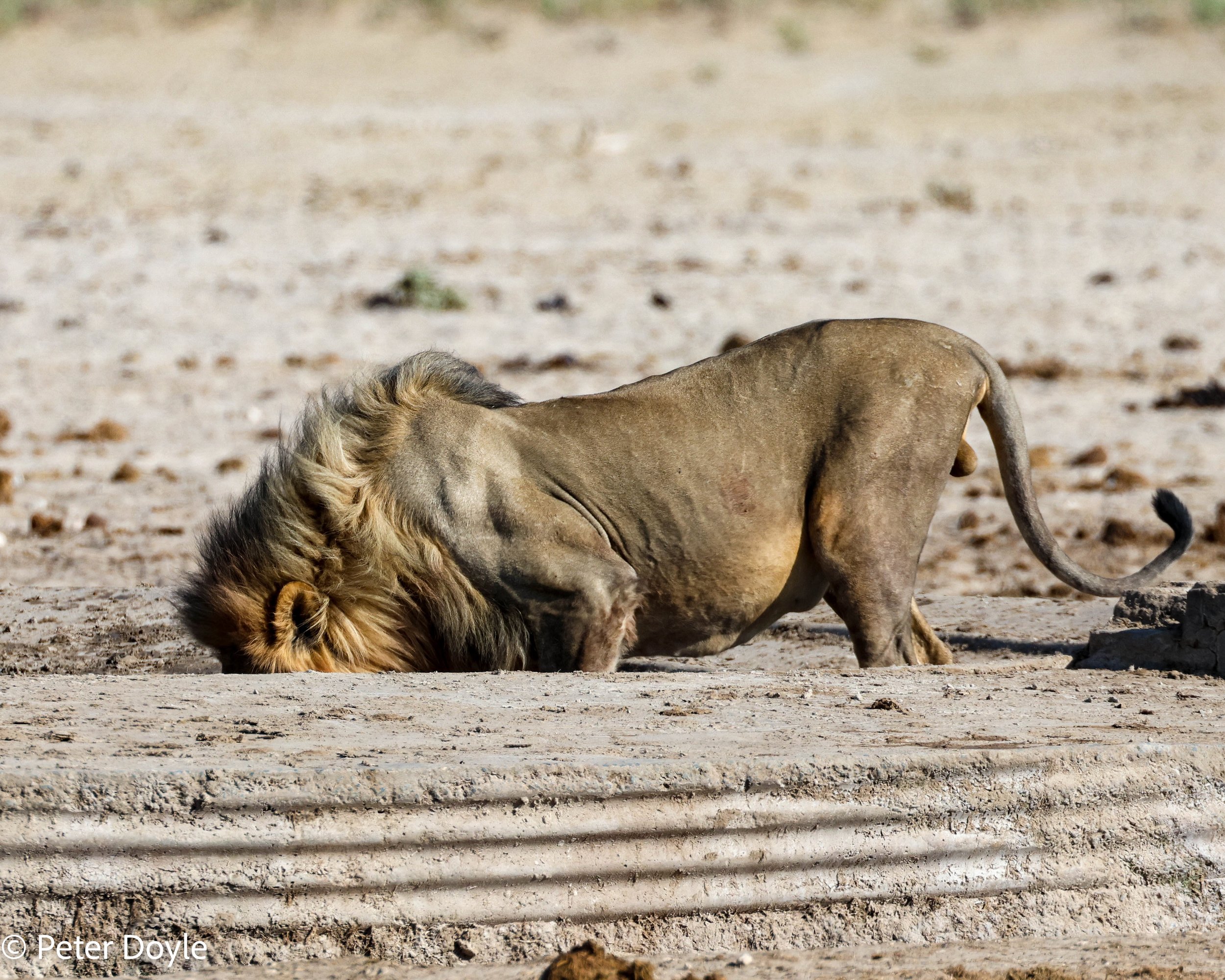 Etosha_12052023_0057.jpg