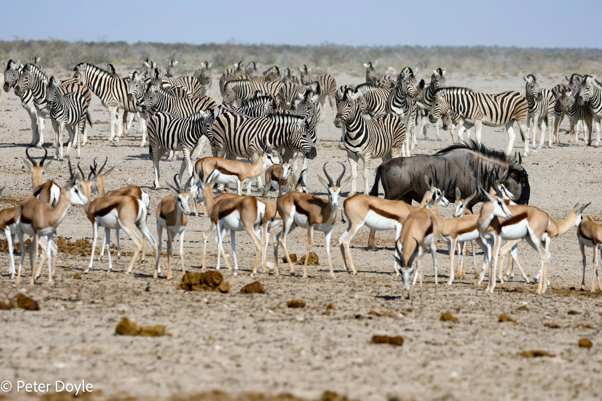 Etosha_12052023_0347.jpg