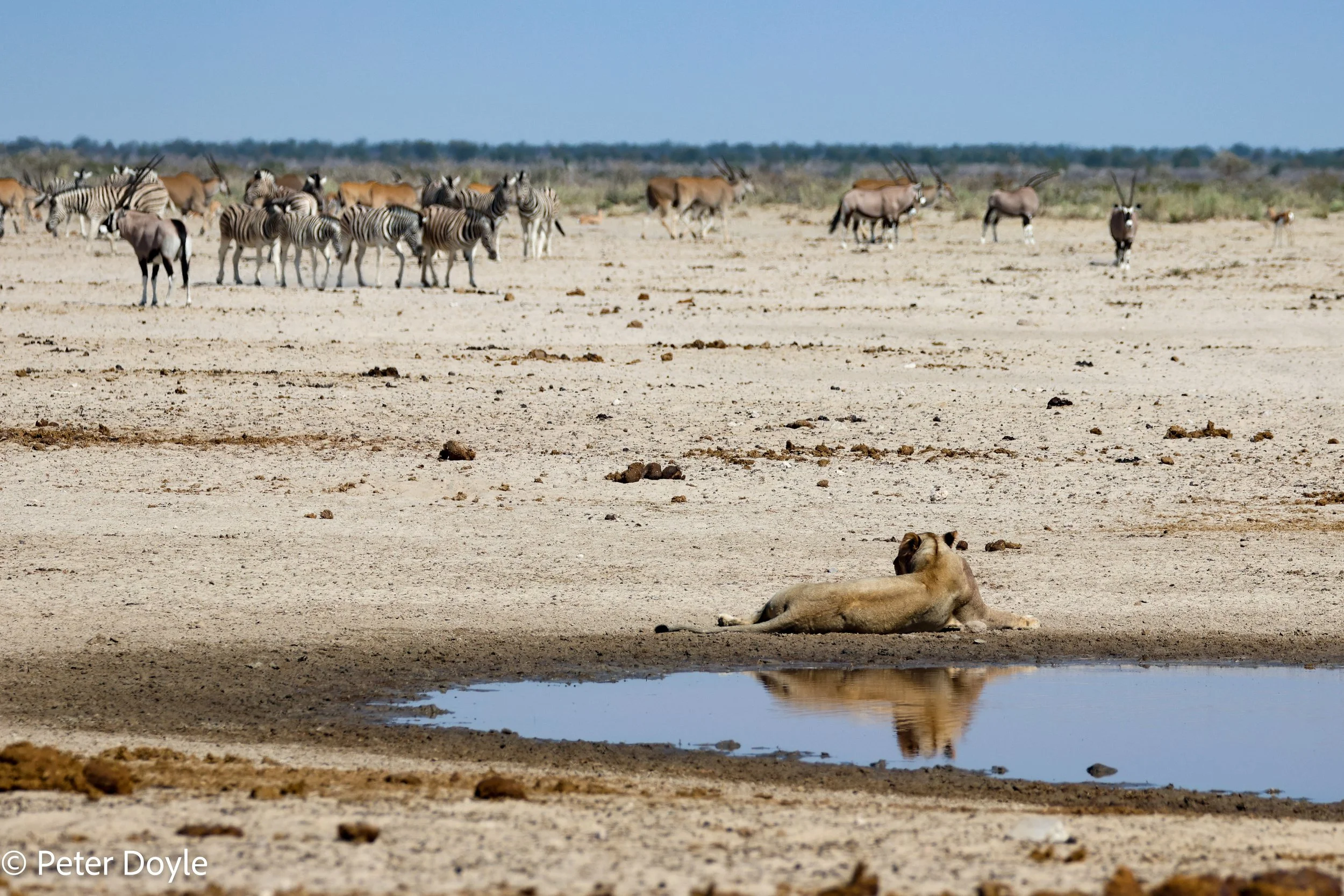 Etosha_12052023_0617.jpg