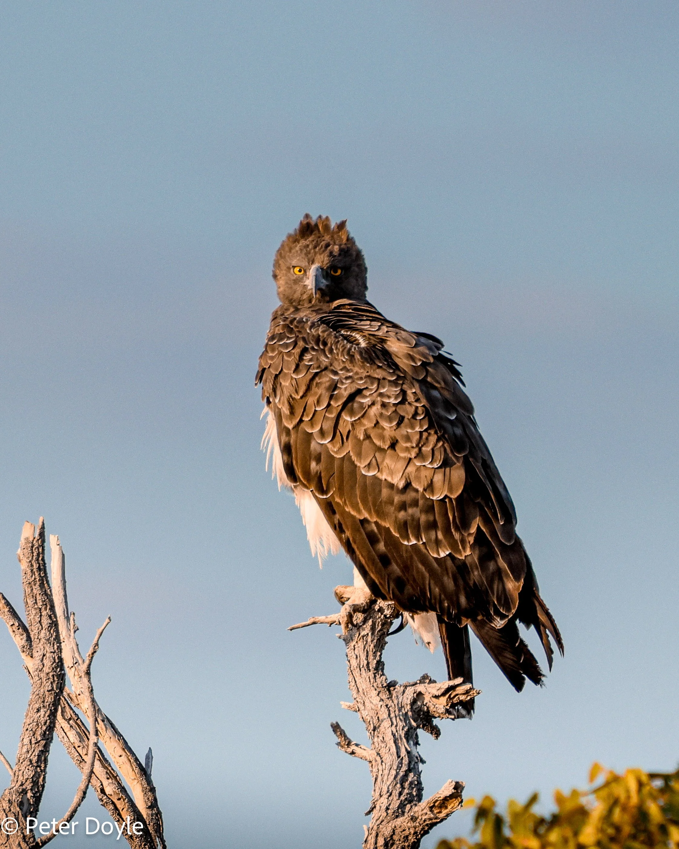 Etosha_16052023_0035.jpg