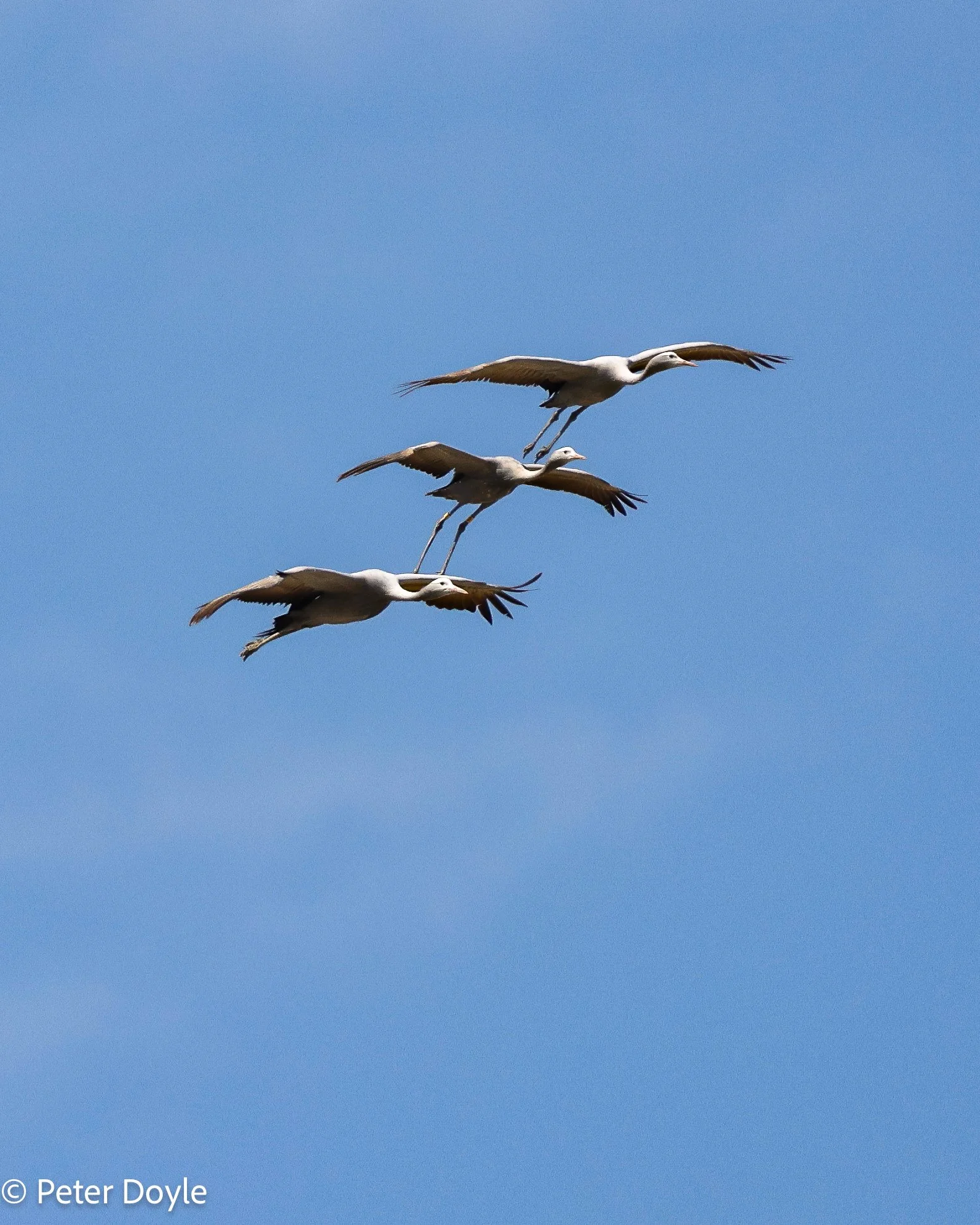 Etosha_16052023_0511-3.jpg