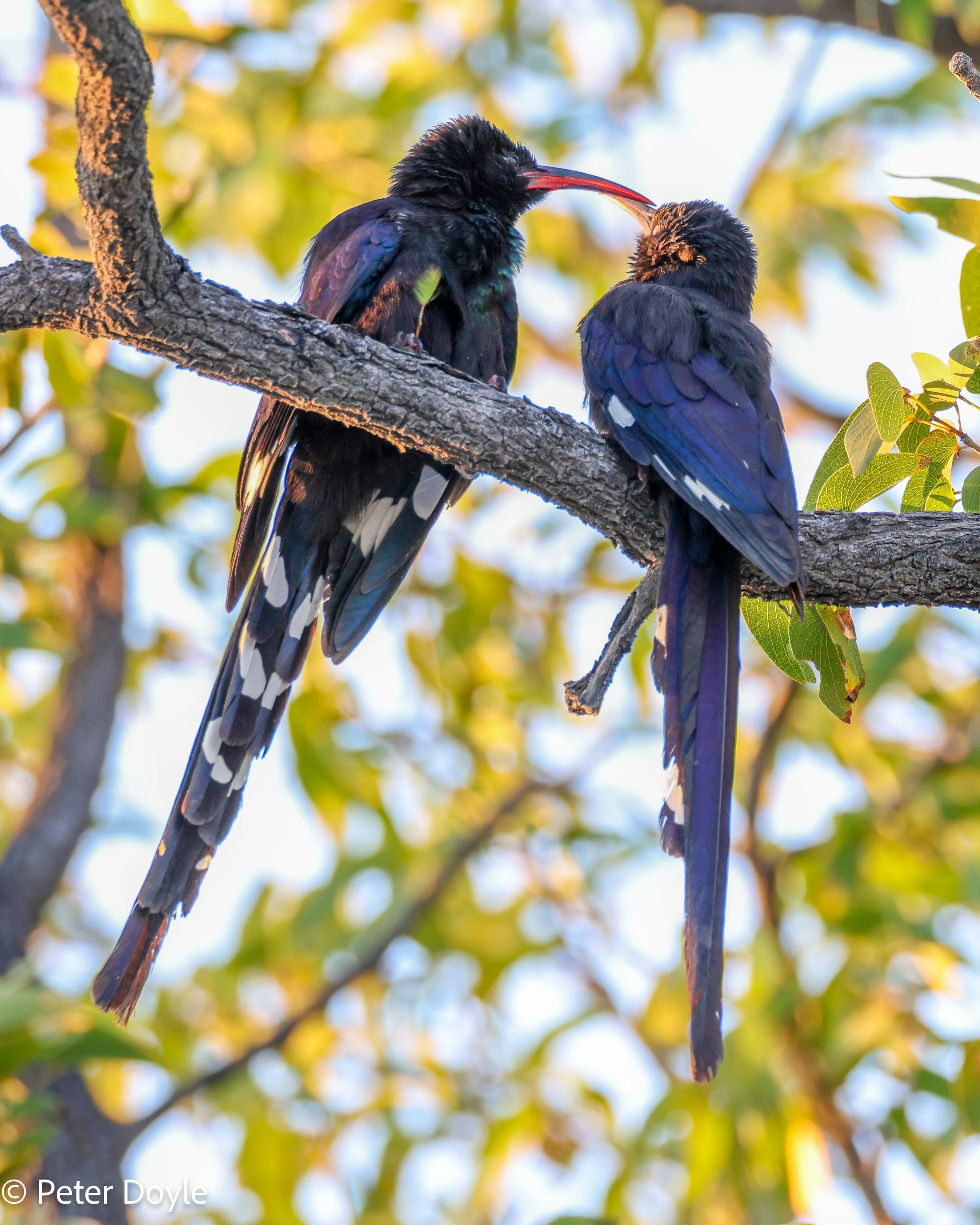 Etosha_16052023_0179.jpg