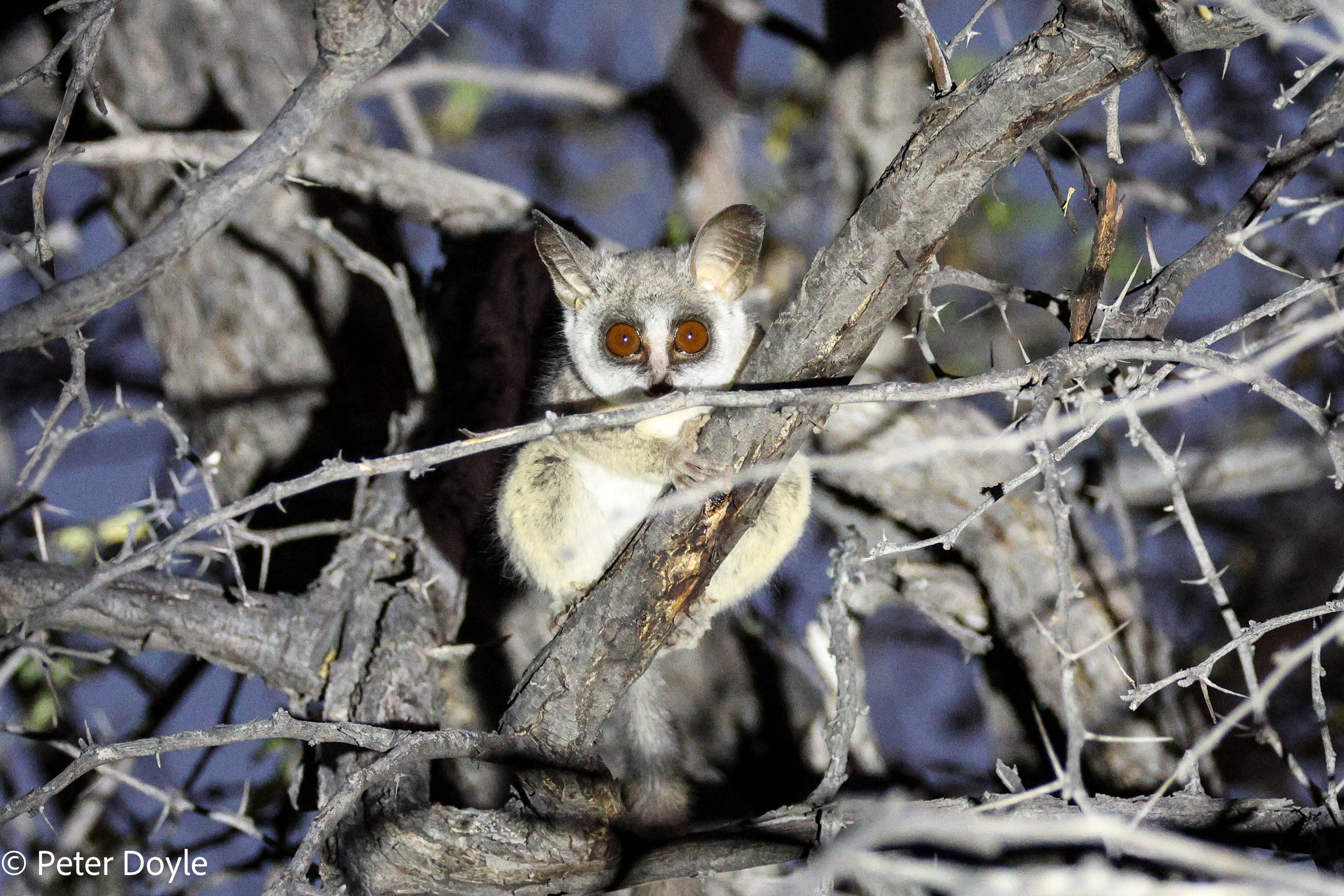 Etosha_16052023_0160.jpg