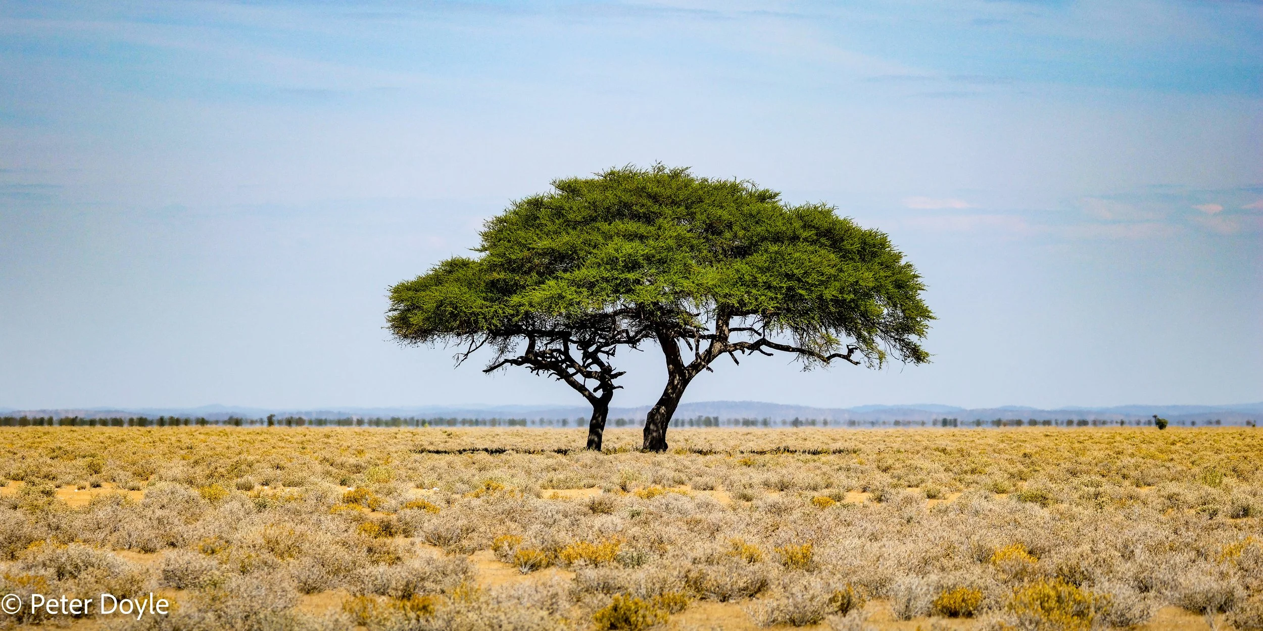 Travels in Namibia - Etosha National Park