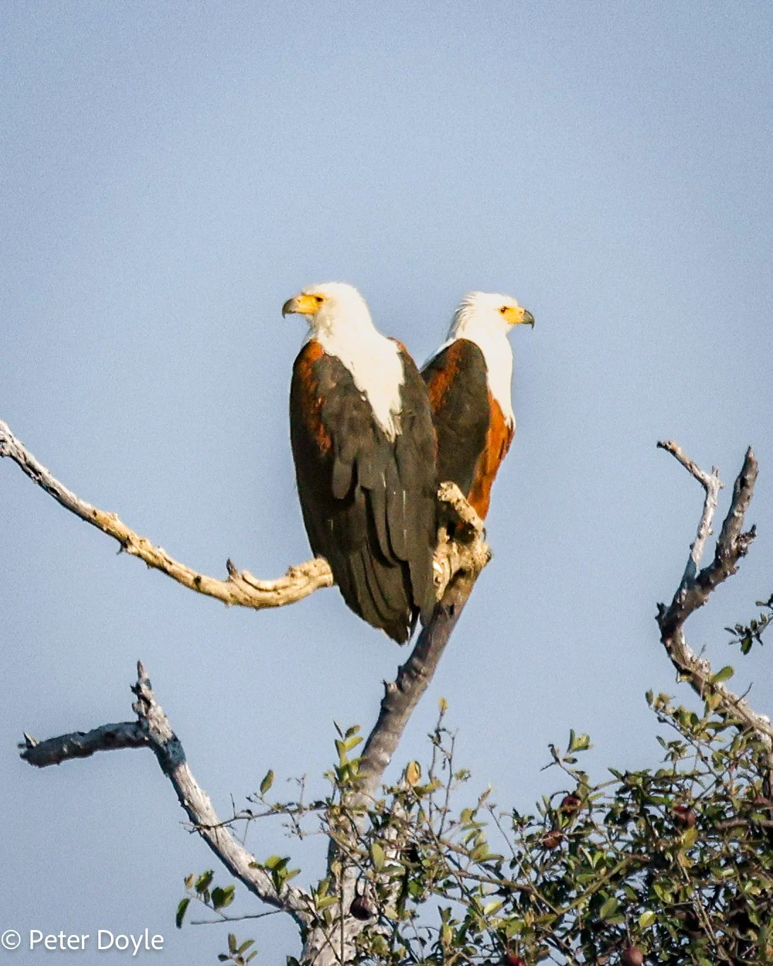 Chobe_22062023_107.jpg