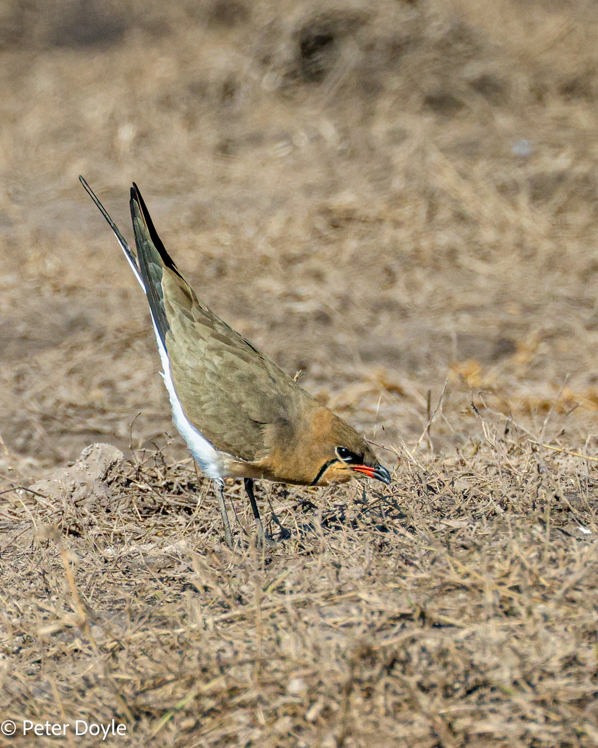 Chobe_17062023_324.jpg