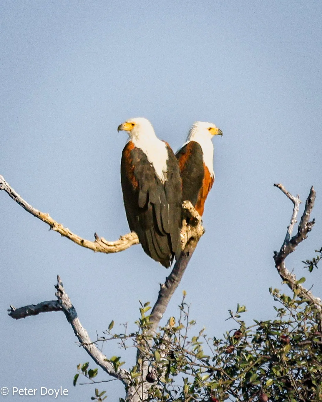 Travels in Botswana