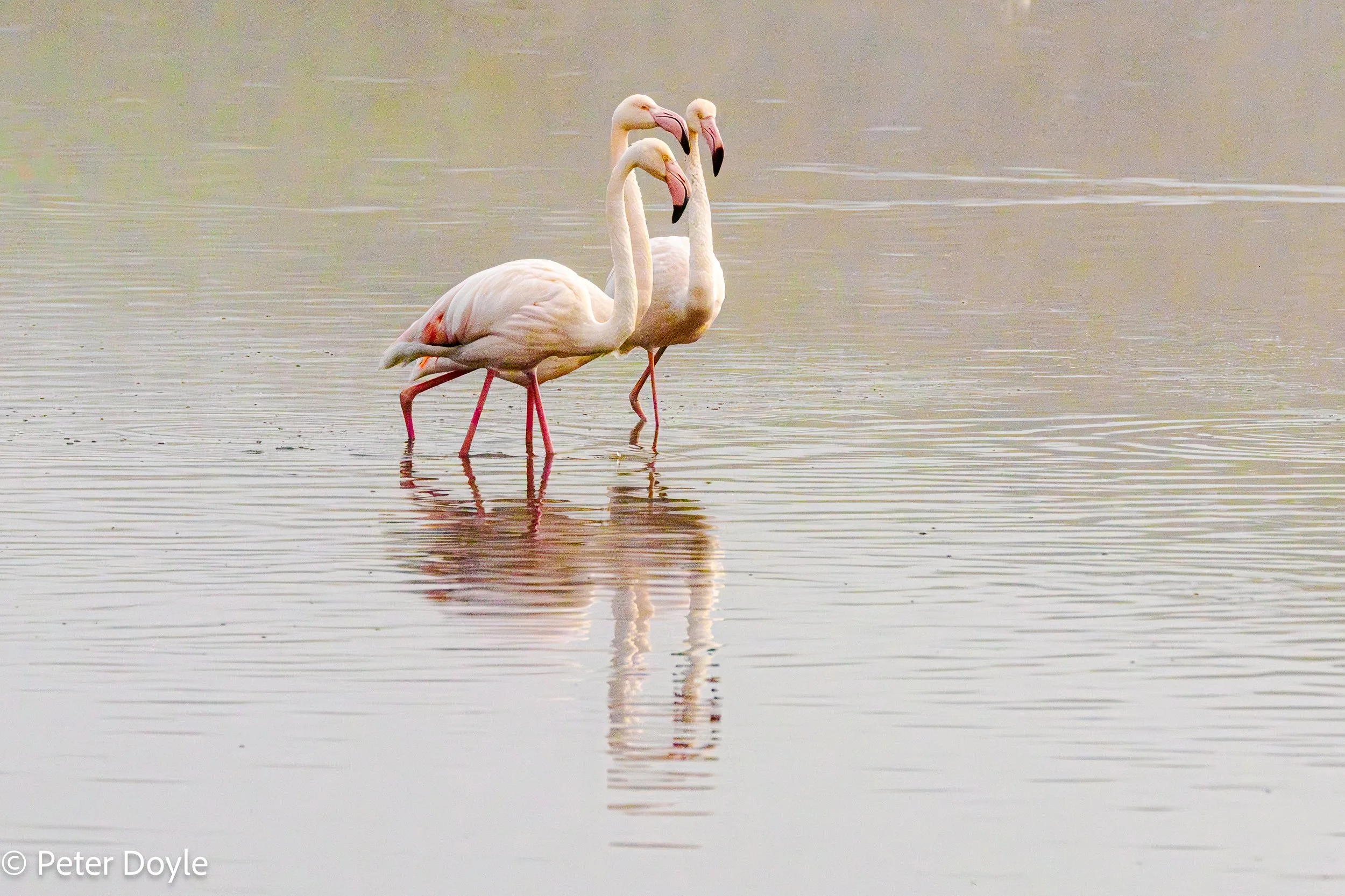 Flamingos - Joy and Wonder
