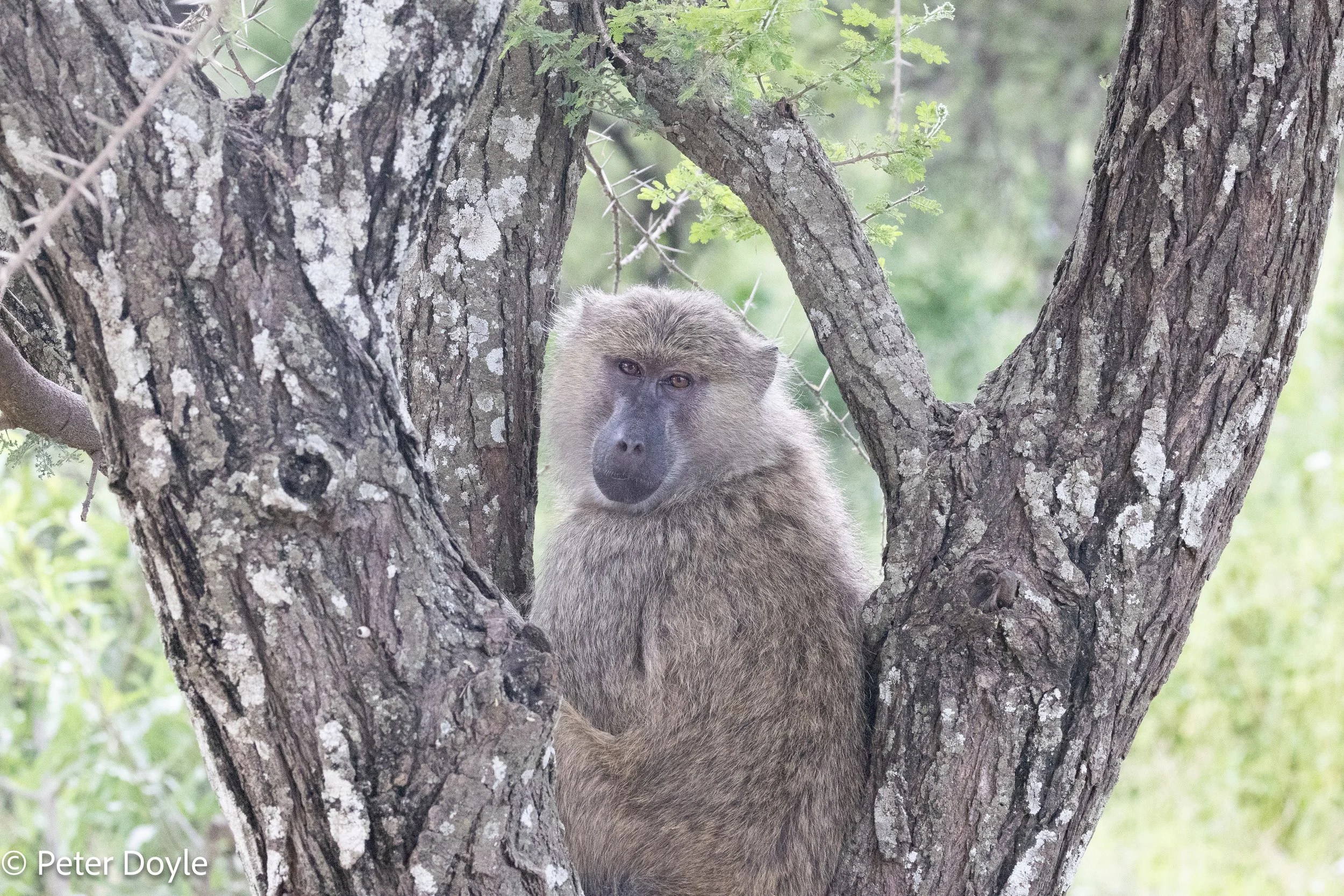 Tanzania_20260403_146.jpg