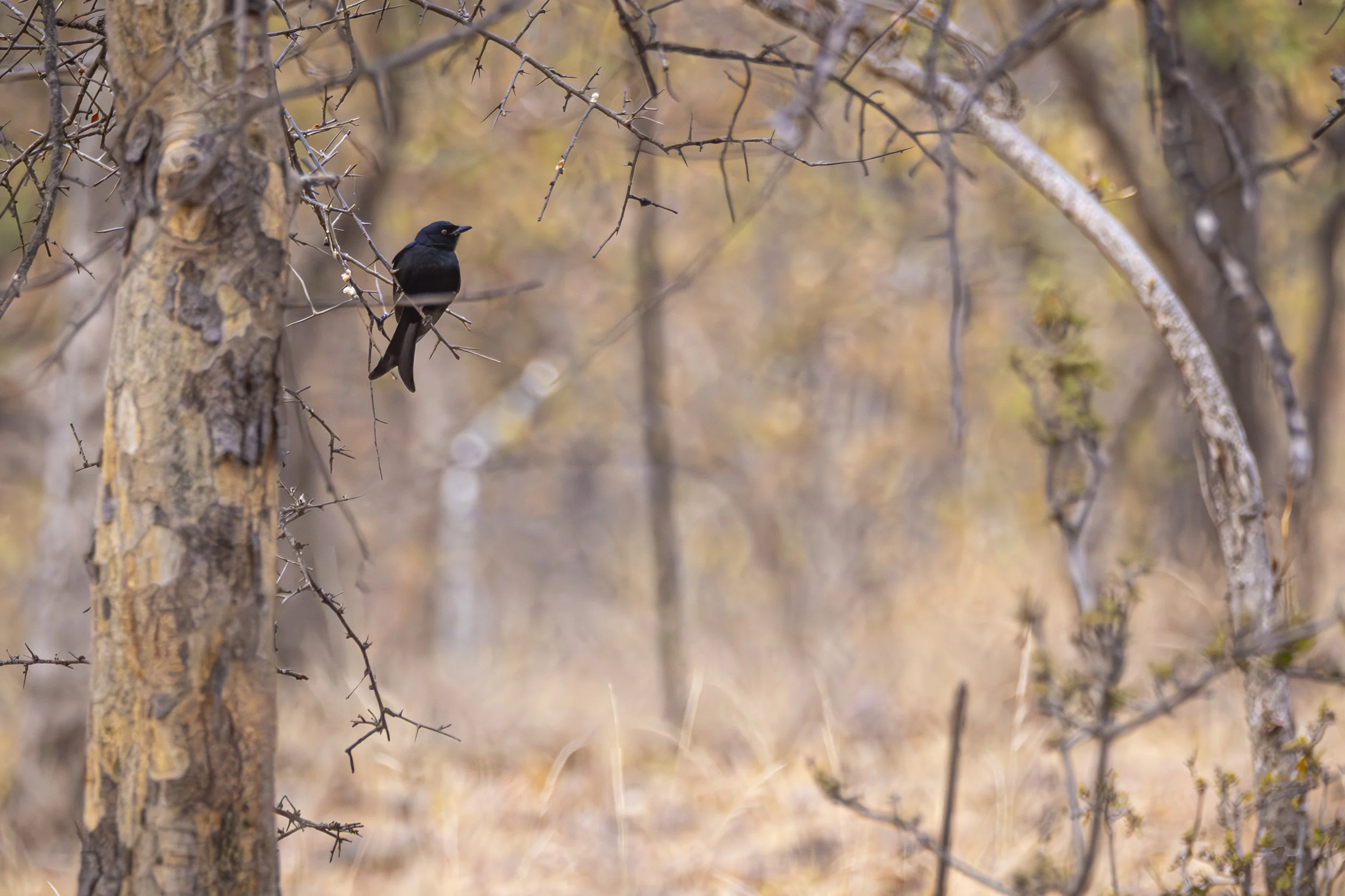 Kruger_202506029_005.jpg