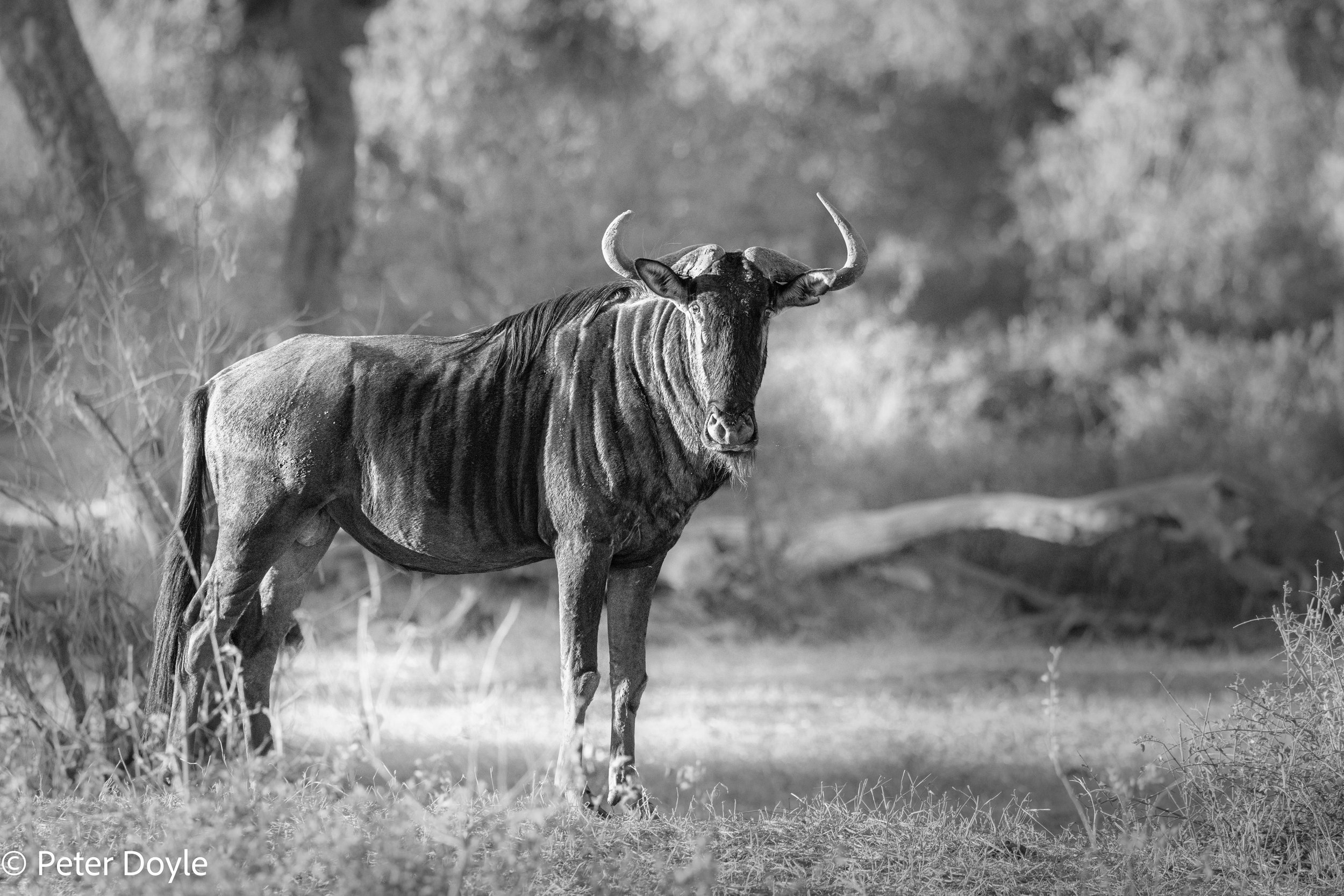 Kruger_20250703_131.jpg