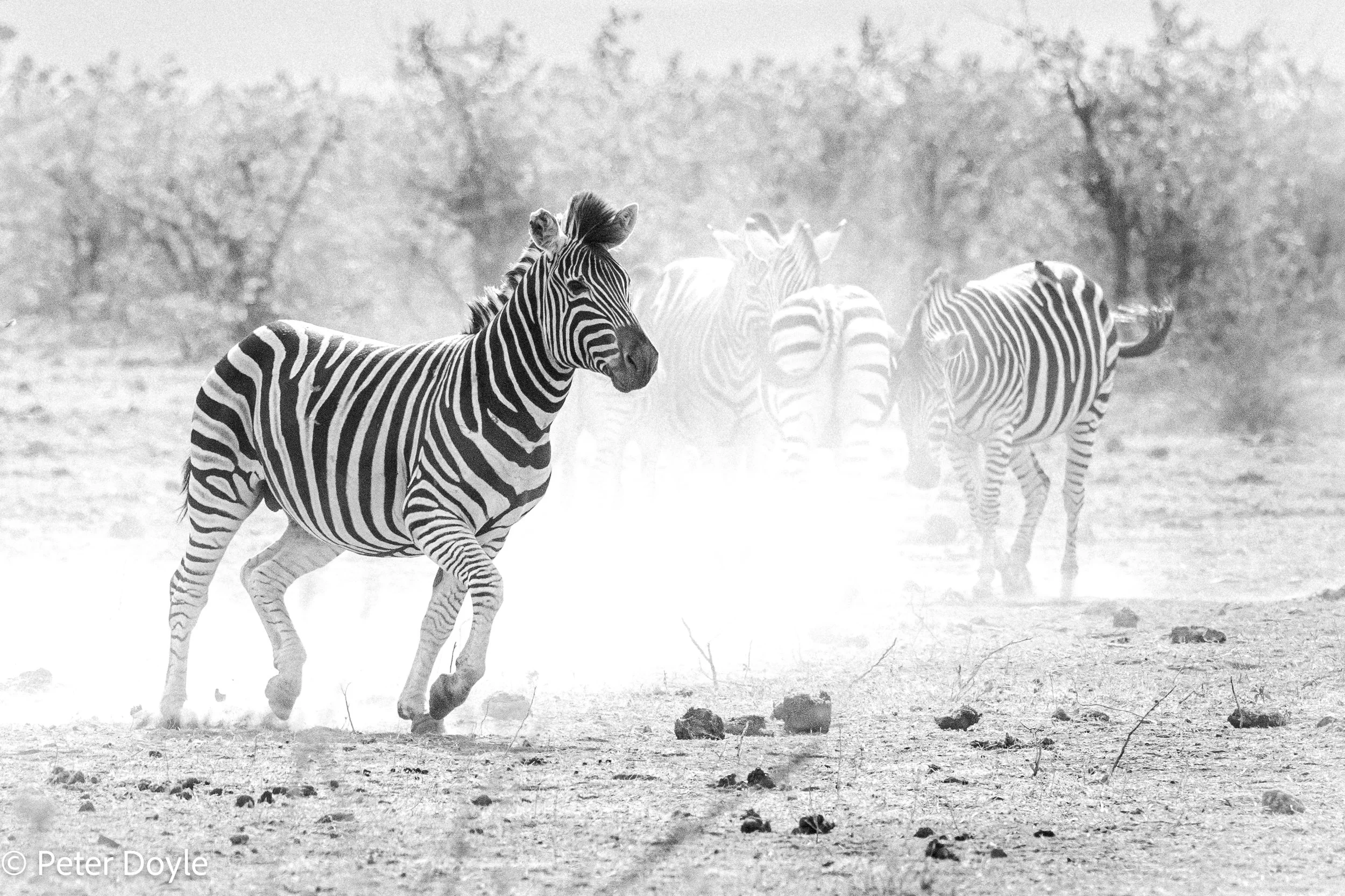 Kruger_202506015_069.jpg