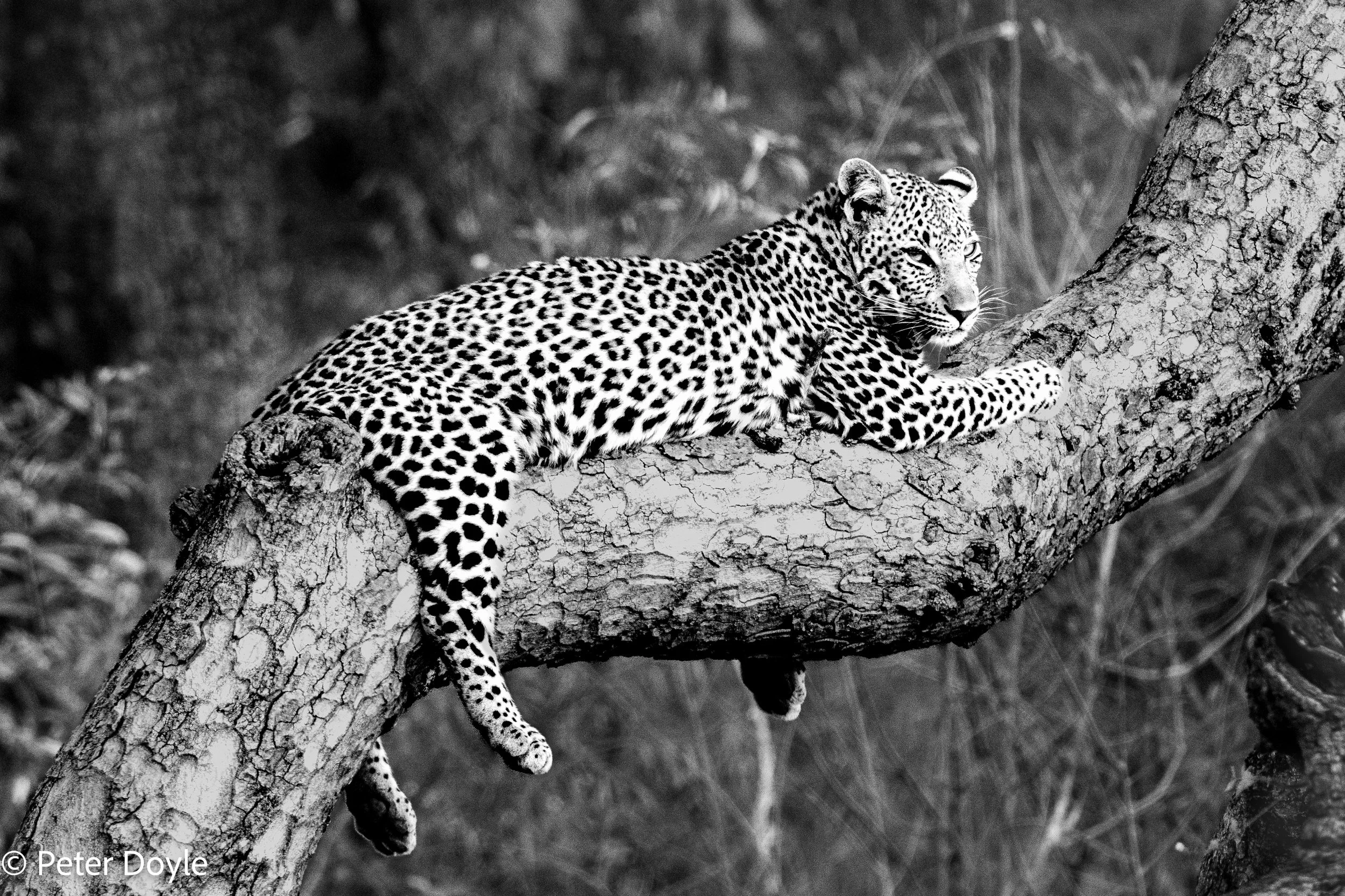 Kruger_NP_20240527_673.jpg