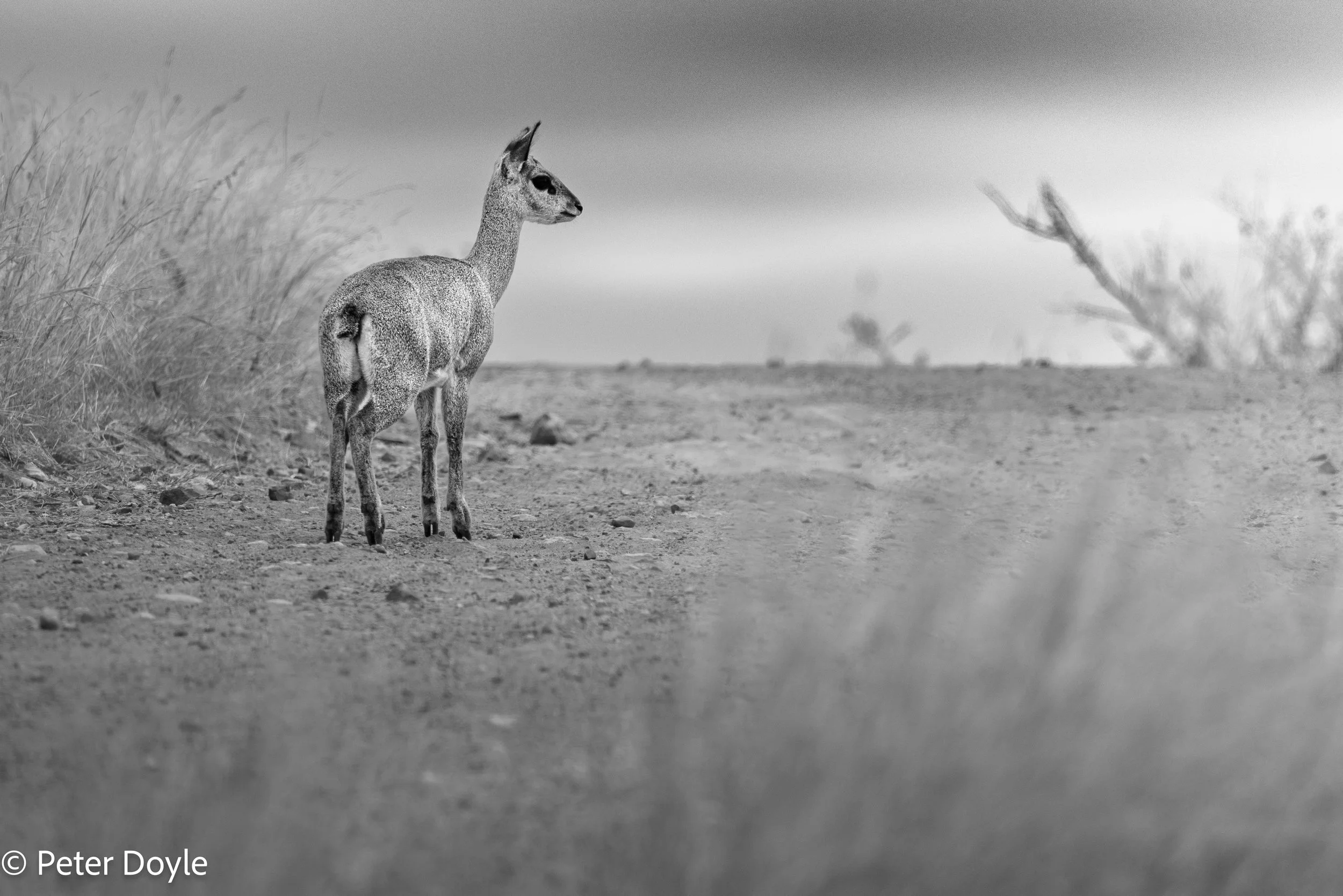 Kruger_20250727_120AA.jpg